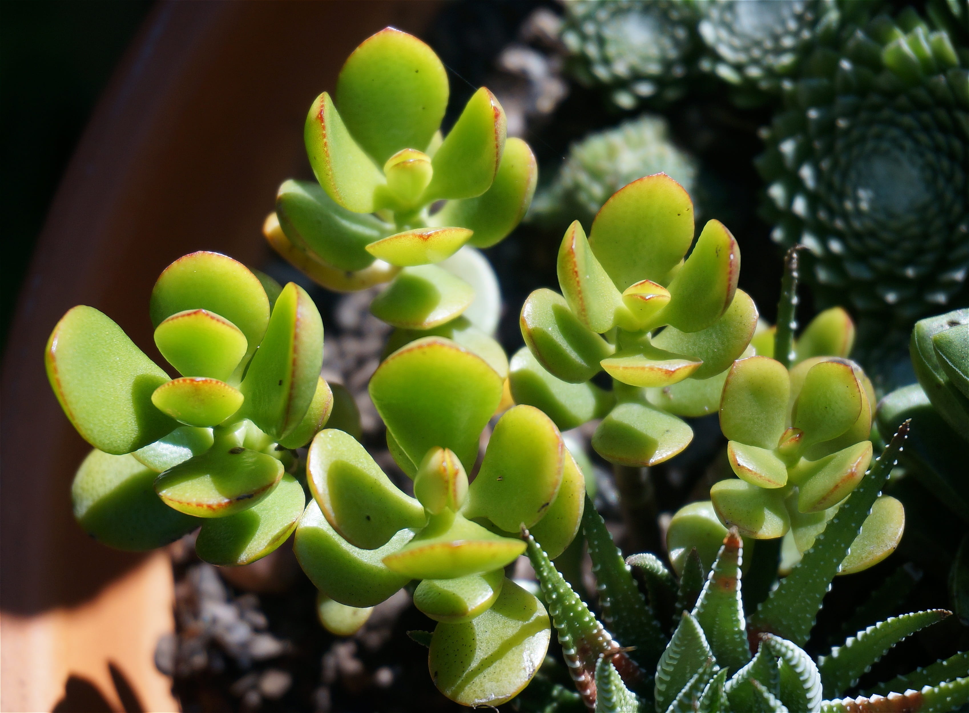 healthy eating, beauty in nature, container plant, garden, day, 2K, food, growth, fruit, natural, no people, freshness, nature, sunlight, small, succulent, HD Wallpaper