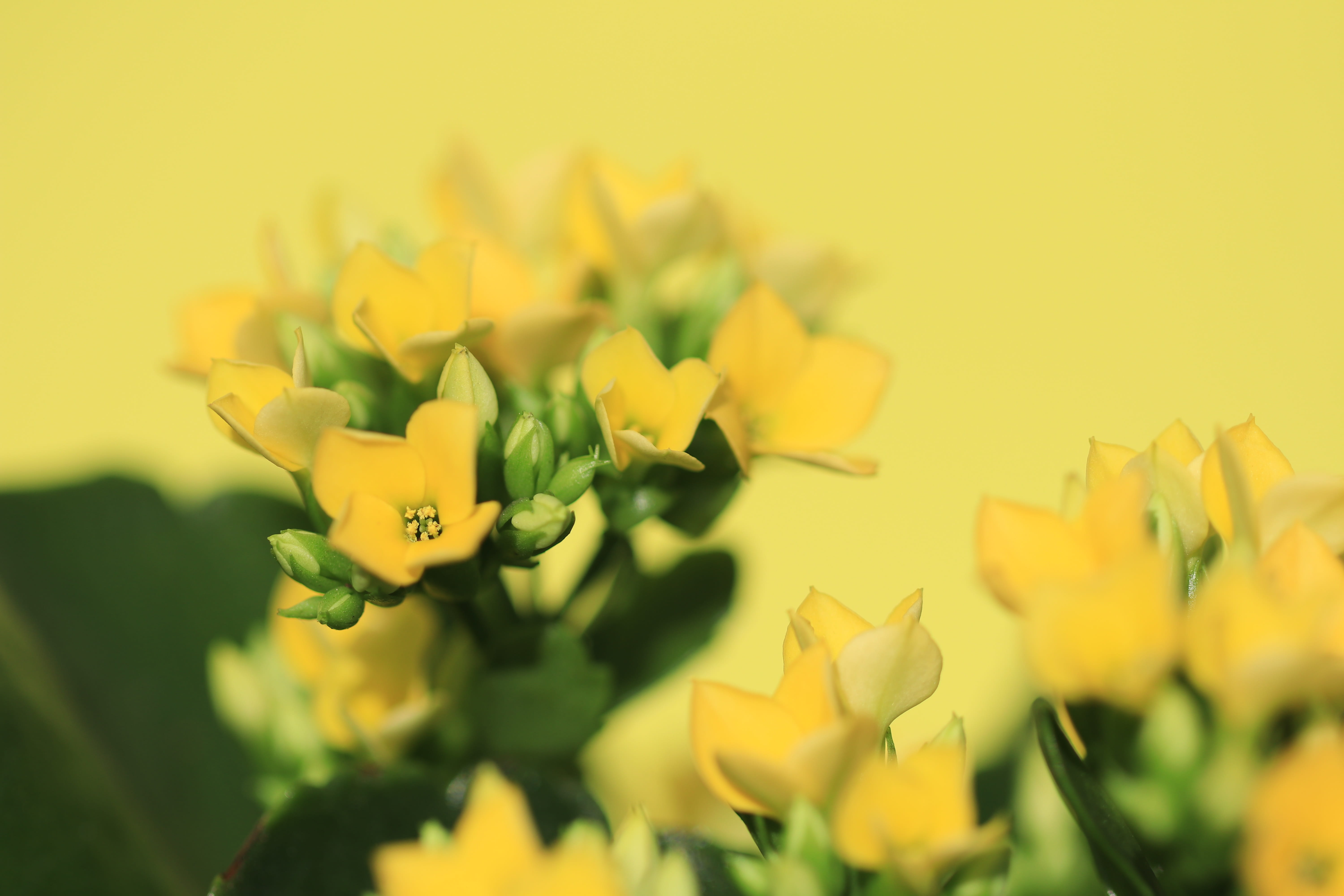 plant, close-up, yellow, flowering plant, bouquet, day, inflorescence, growth, beauty in nature, selective focus, no people, flowers, petal, merry, easter, HD Wallpaper