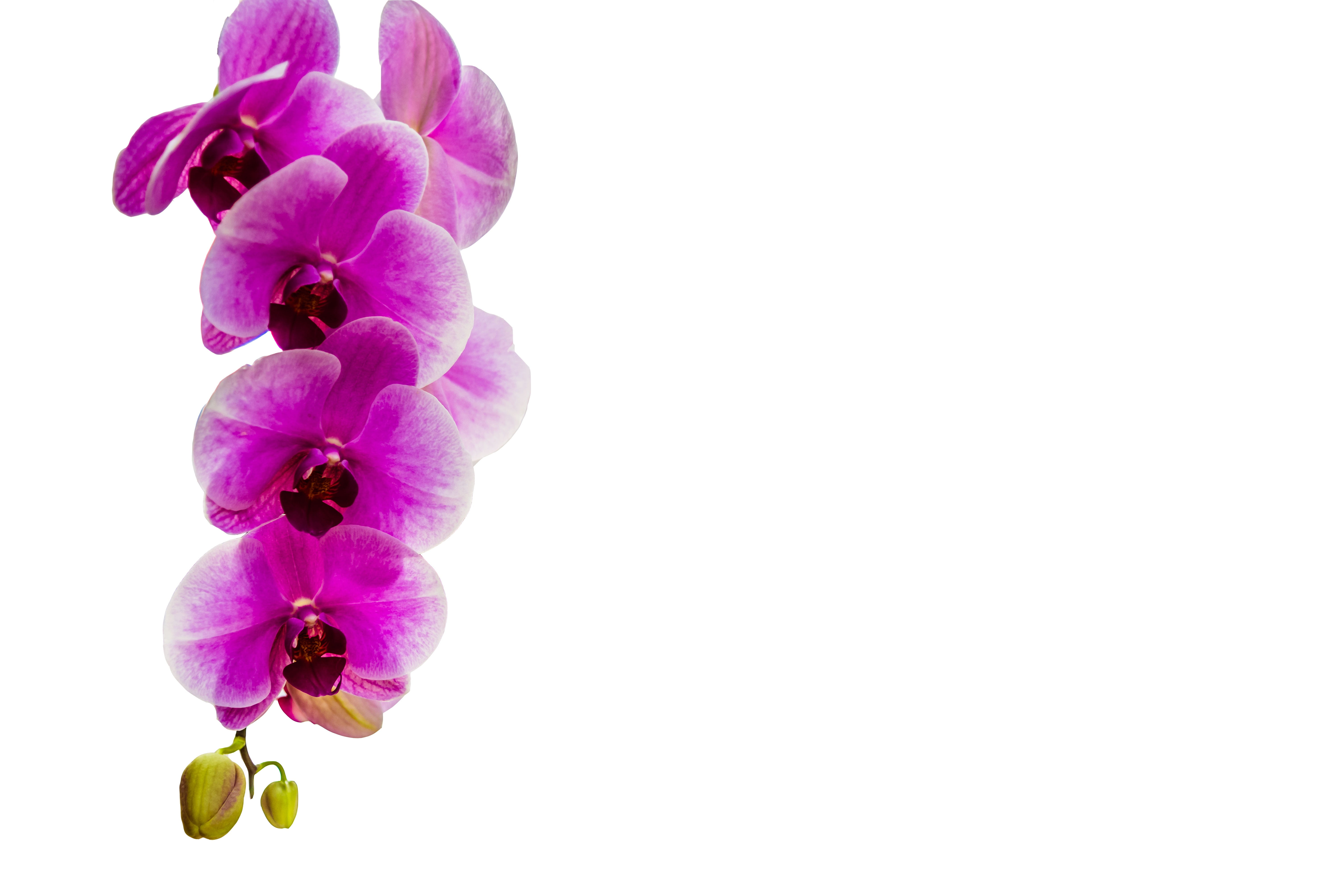 white background, 5K, copy space, pink, simple, fragility, bright, day, pink color, plant, decoration, purple, freshness, flowering plant, no people, vulnerability, HD Wallpaper