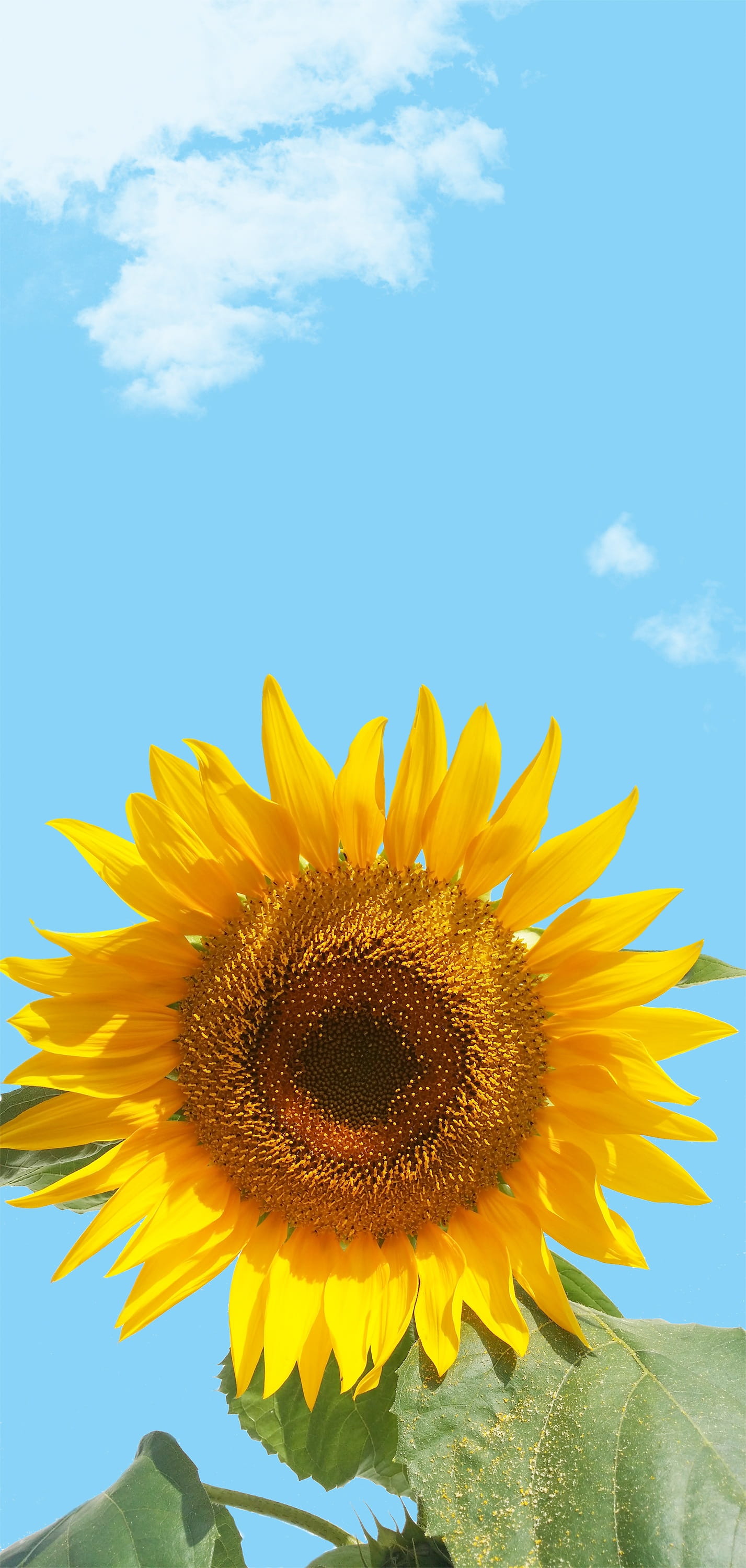 sunflower, sepal, copy space, freshness, plant, negative space, pollen, nature, inflorescence, yellow, 2K, flowering plant, text dom, cloud - sky, growth, Phone HD Wallpaper