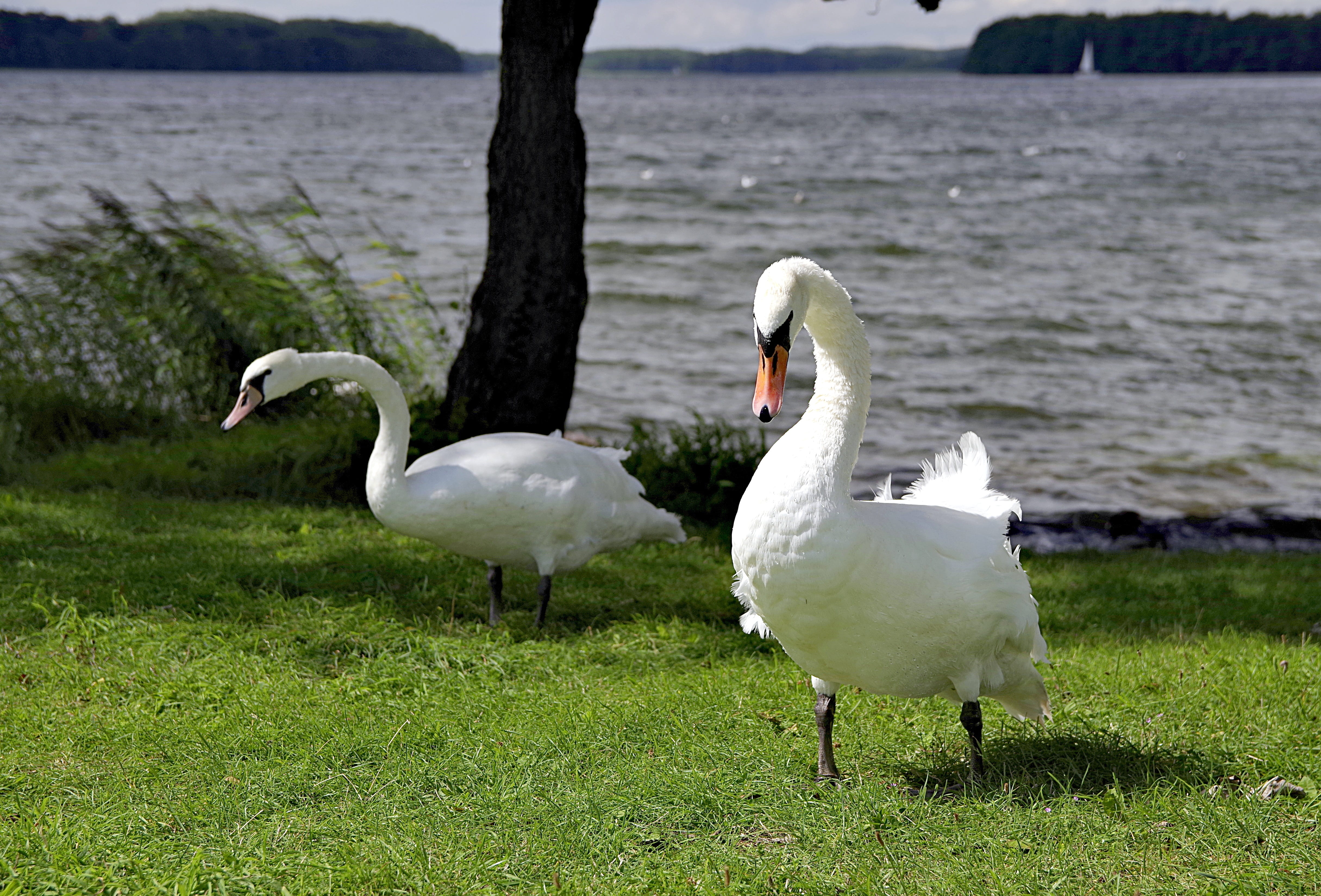 freshwater bird, land, day, swans, poland, no people, 4K, wild, biel, grass, animal wildlife, group of animals, plant, white, lake, beach, animal, animals in the wild, HD Wallpaper
