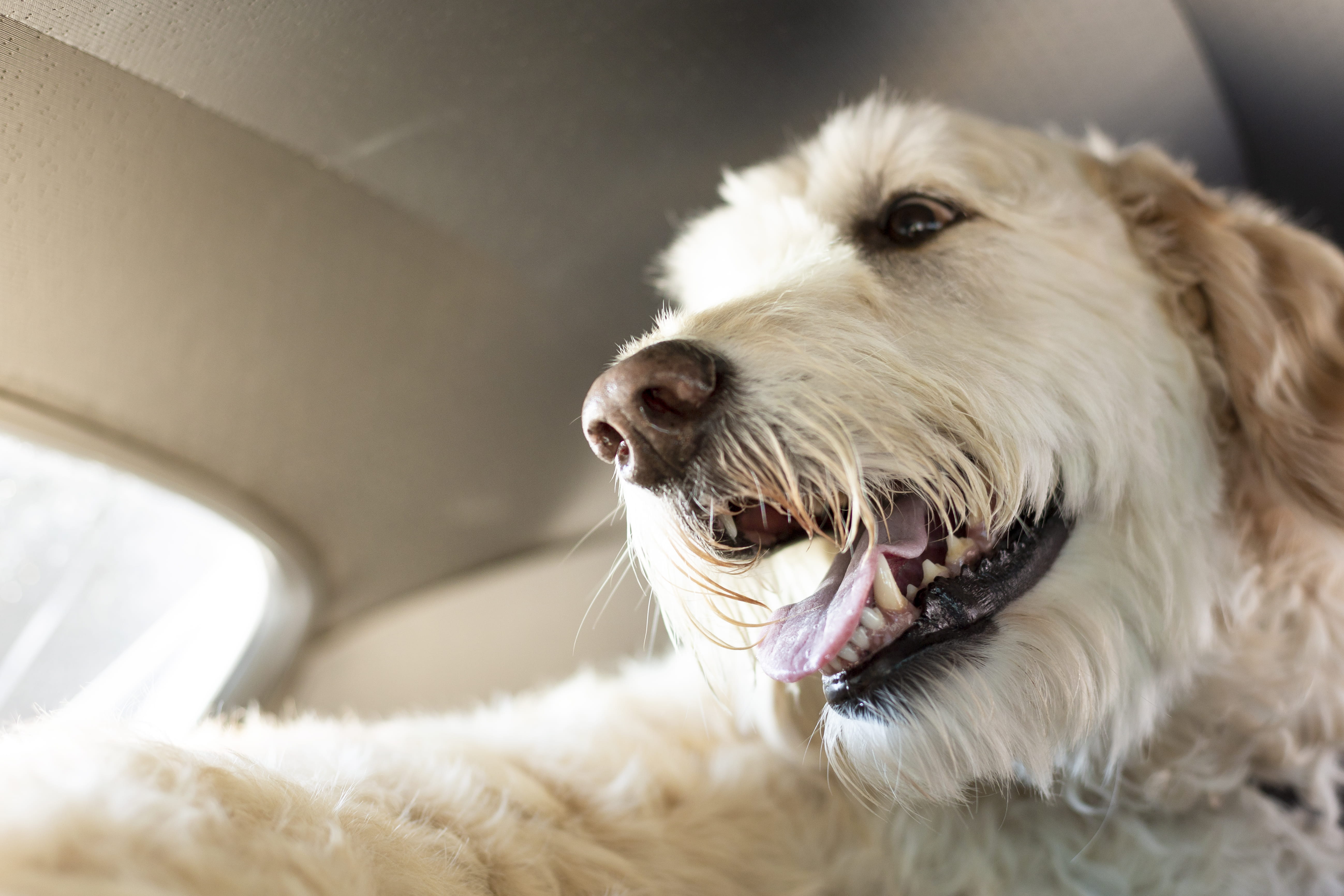 hair, grey, 5K, close-up, golden retriever, vehicle interior, no people, animal body part, looking, one animal, mammal, animal themes, focus on foreground, HD Wallpaper