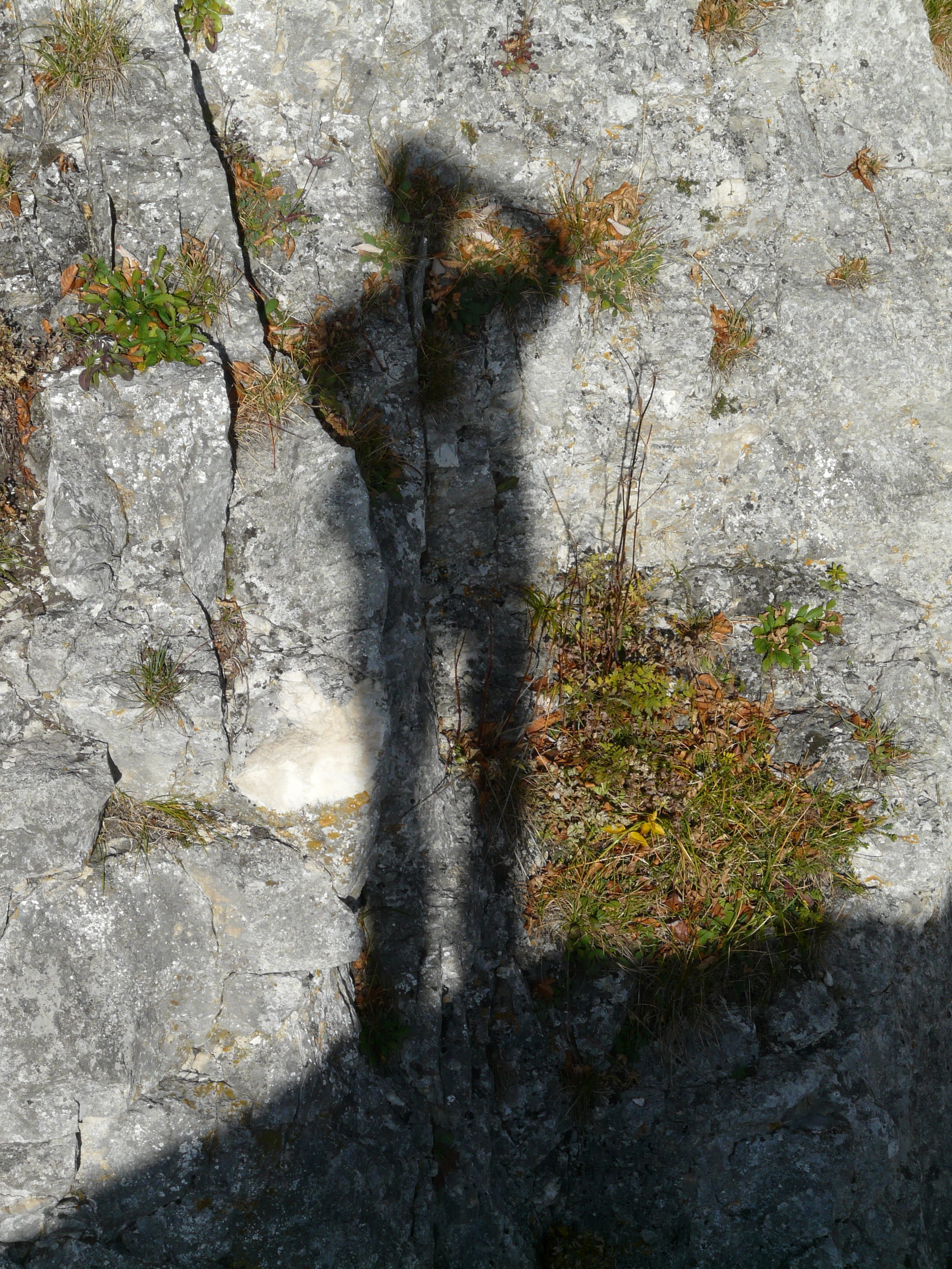 light, outdoors, old, person, hispanic, rough, photographer, lichen, textured, cinematographer, bark, photograph, growth, tree trunk, rock - object, replica, Phone HD Wallpaper