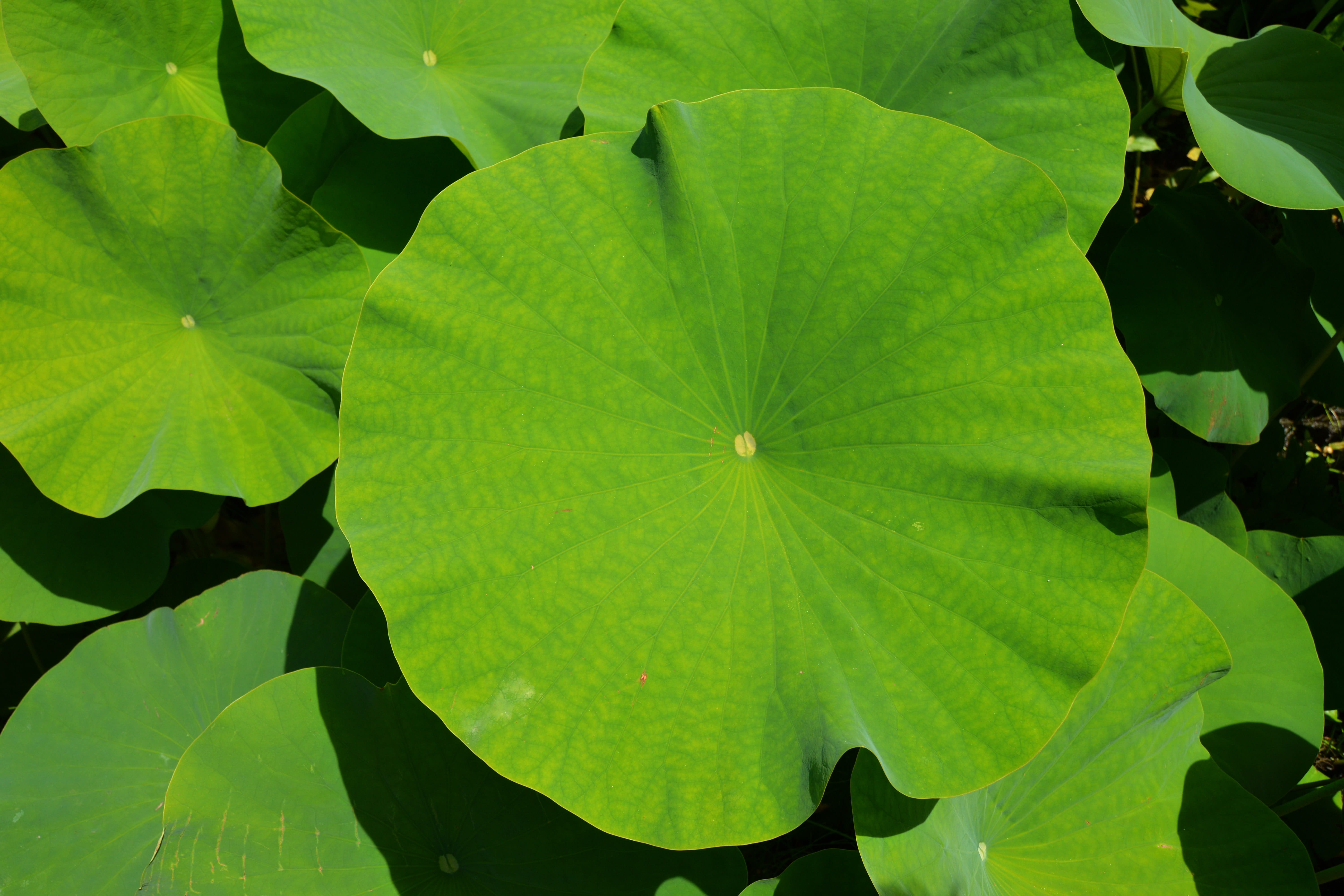 Botany, beauty In Nature, day, garden, close, tranquility, Exotic, close-up, plant, summer, lily, Leaf, leaves, nature, photo, green Color, vulnerability, HD Wallpaper