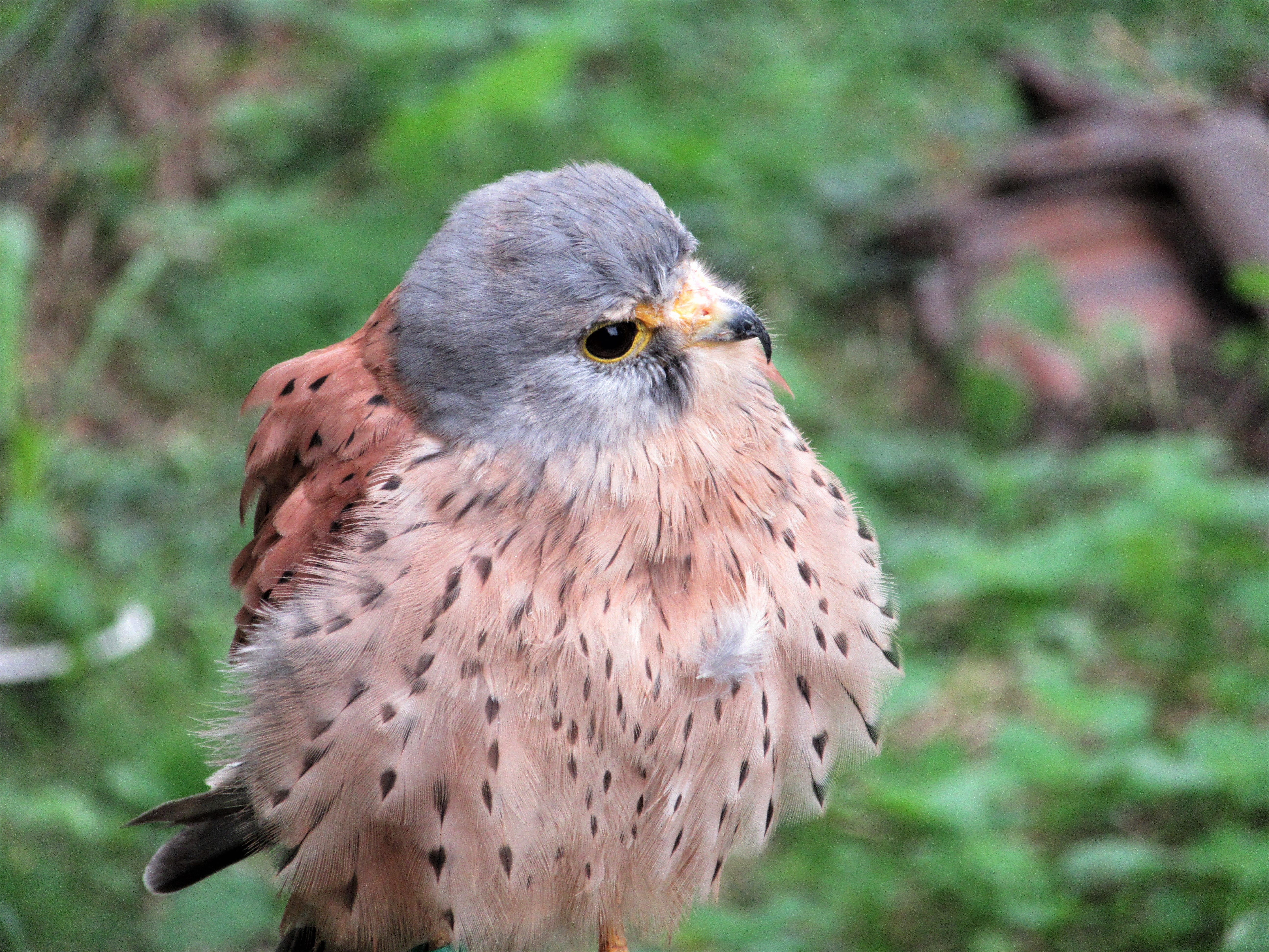 down dress, young animal, falcon, nature, focus on foreground, bird, falco tinnunculus, day, animal body part, bird of prey, plant, animals in the wild, HD Wallpaper
