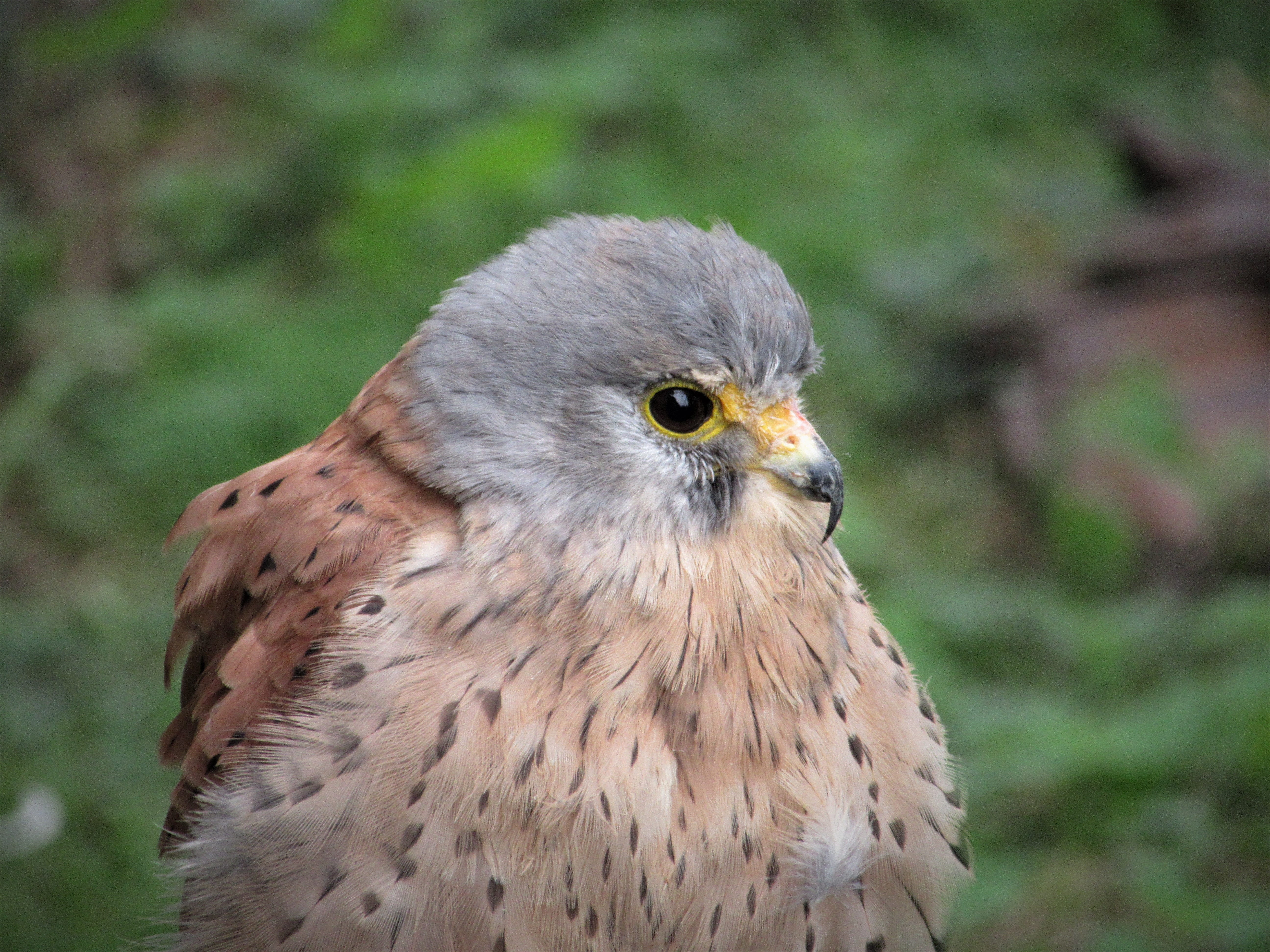 hawk - bird, falcon, 5K, animals in the wild, kestrel, bill, falco tinnunculus, outdoors, plumage, fluffy, beak, animal wildlife, portrait, down dress, HD Wallpaper
