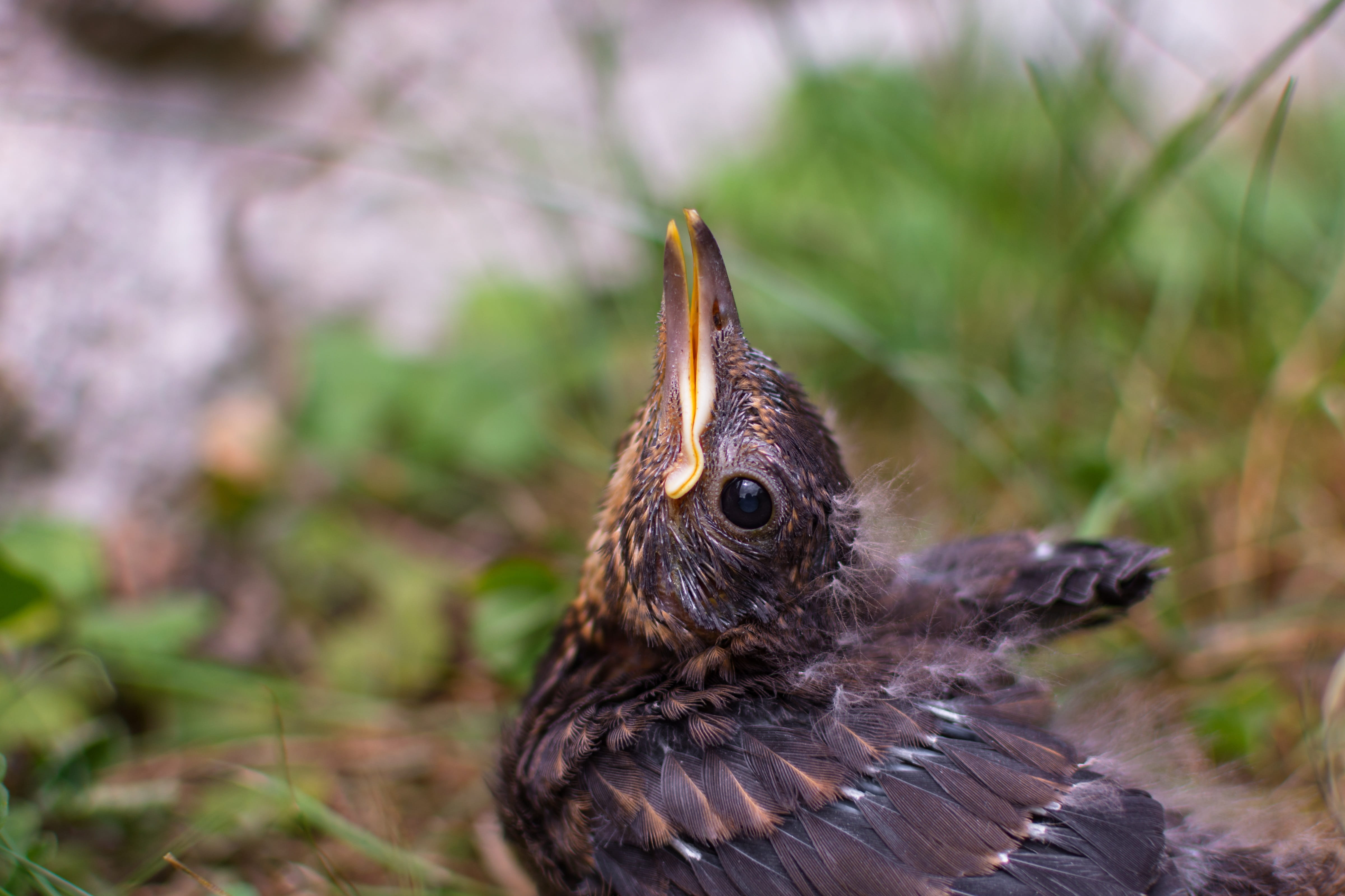 blackbird, beak, young bird, one animal, animal, garden, close-up, day, close up, animal head, animal themes, selective focus, songbird, small, nature, HD Wallpaper