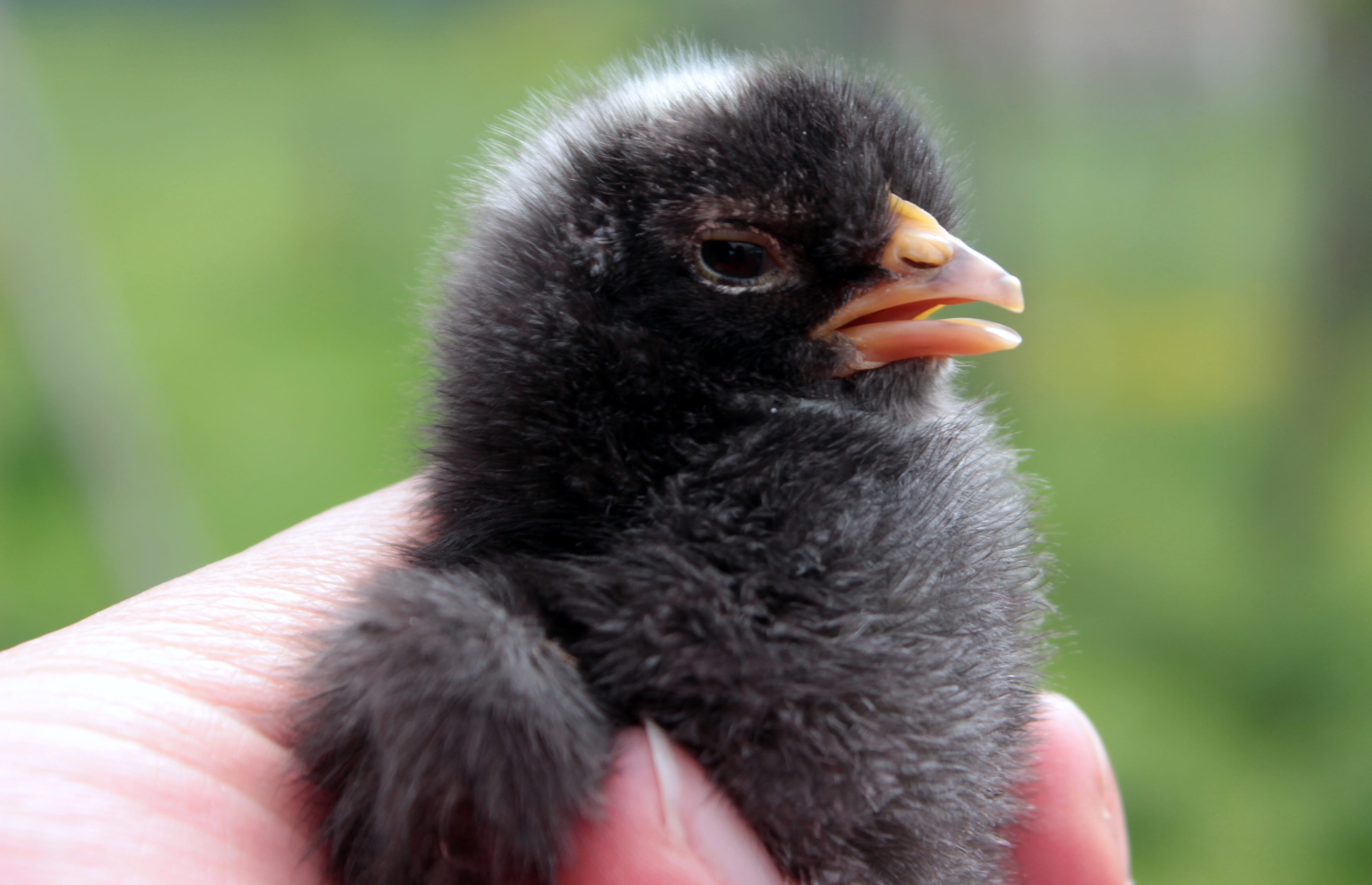 human hand, outdoors, animal wildlife, close-up, Chickens, fluffy, animal eye, young bird, one animal, finger, Chicks, Pinnate, one day old, people, care, HD Wallpaper