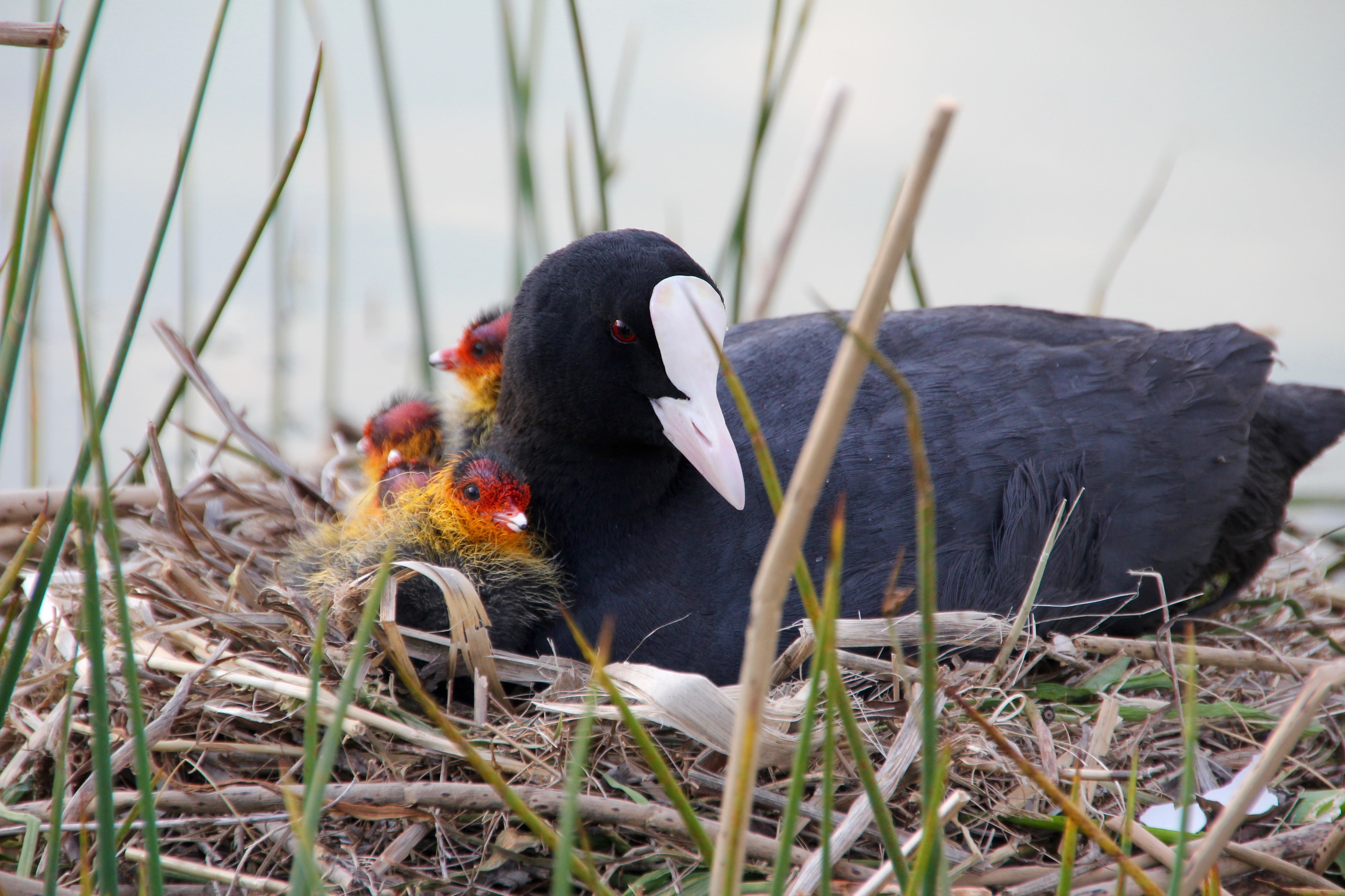 plant, black color, young animal, bill, sitting, day, boy, animal family, cute, vertebrate, beak, bird, animal nest, animal wildlife, no people, blind, HD Wallpaper