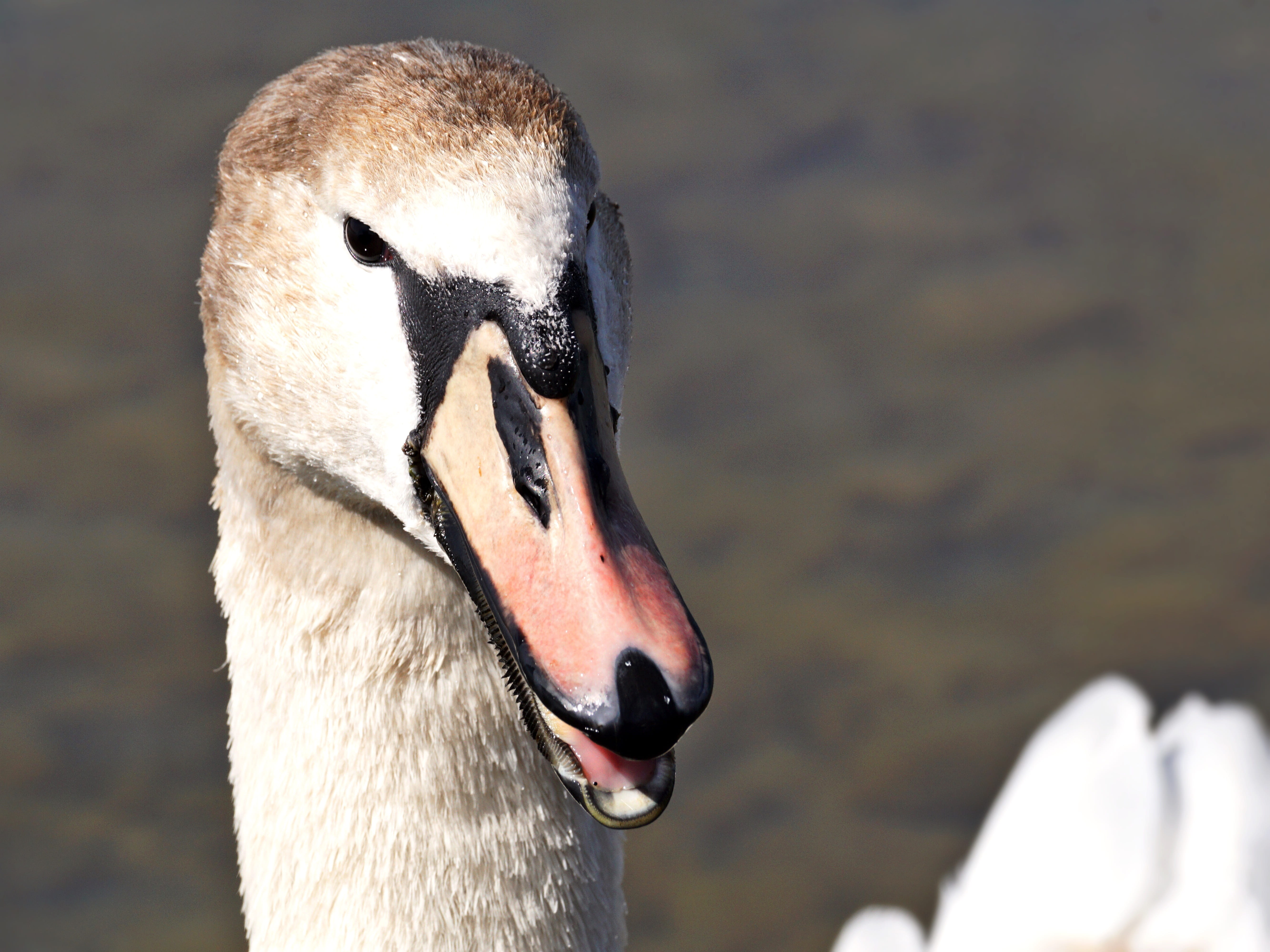 animal themes, no people, swan, young animal, plumage, lake, nature, water bird, mute swan, animal, close, animal head, day, neck, focus on foreground, HD Wallpaper