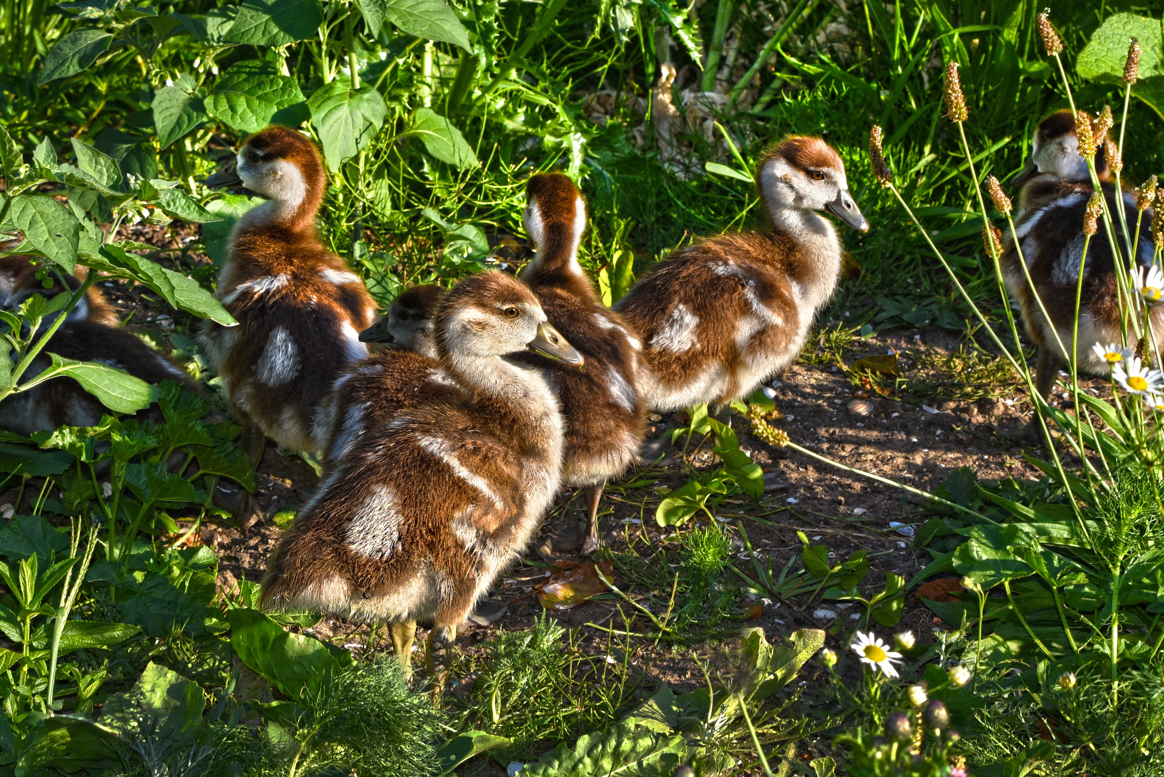 animal wildlife, group of animals, bill, gosling, down, ducklings, wildlife, animal themes, plumage, outdoors, nature, animal, brown, land, waterbird, no people, HD Wallpaper