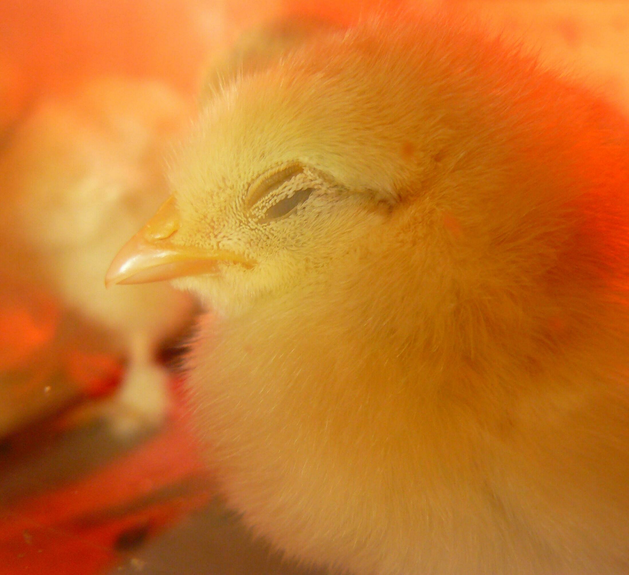 bird, animal head, fluffy, plumage, livestock, feather, beak, spring dress, bill, fluff, 1080P, indoors, cute, animals, no people, one animal, head, looking, HD Wallpaper