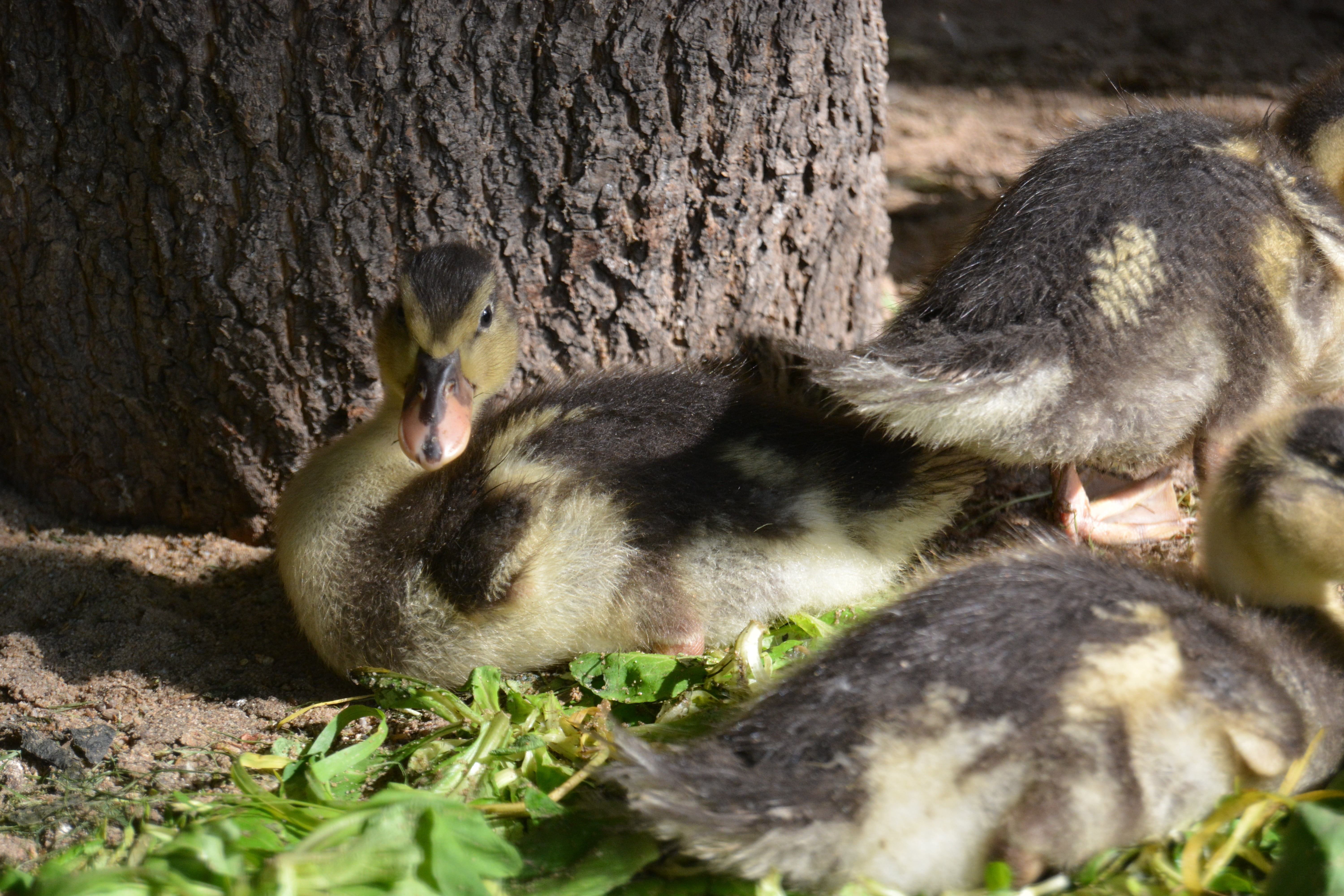 animal, vertebrate, plant, young, bill, chicks, young bird, animal family, 5K, cygnet, water bird, trunk, animal wildlife, nature, close-up, duckling, HD Wallpaper