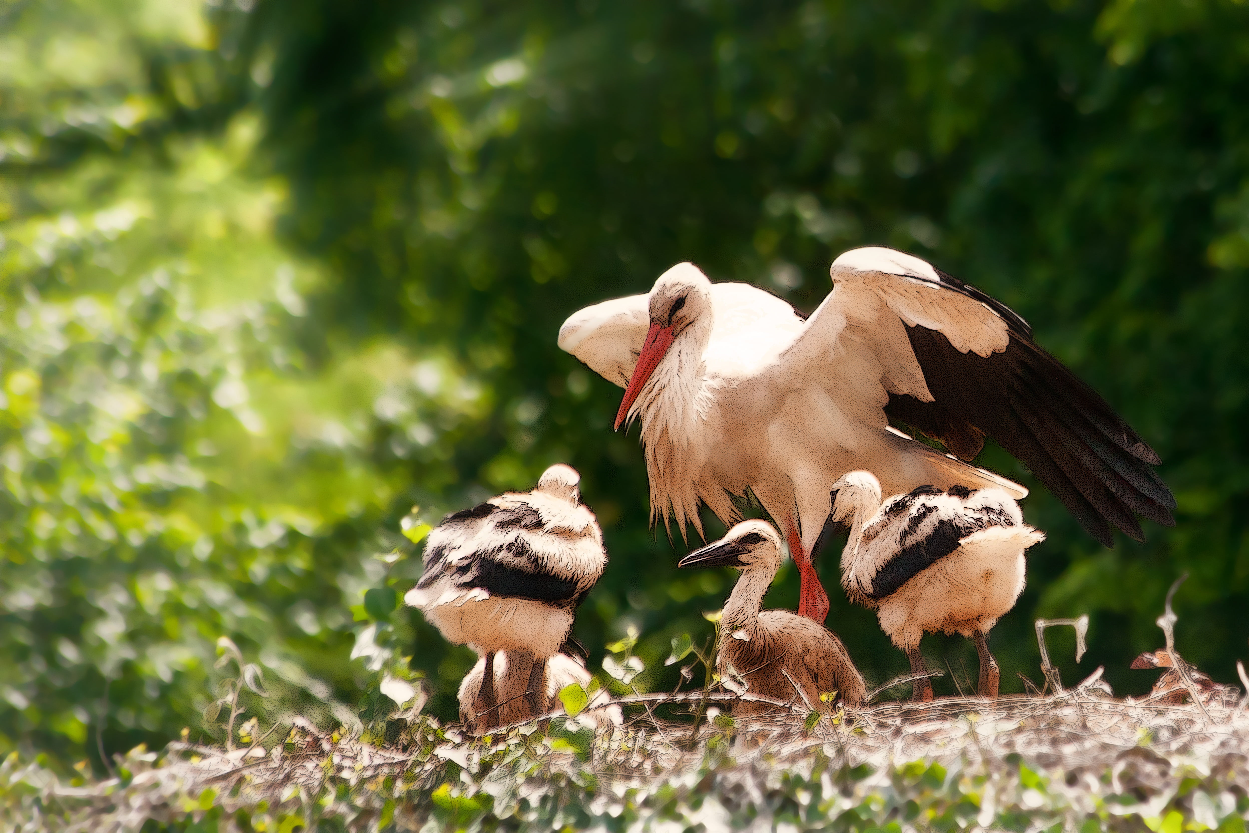land, breed, white, no people, 4K, spread wings, rattle stork, young bird, bird, field, young animal, vertebrate, storchennest, animal, animals in the wild, HD Wallpaper