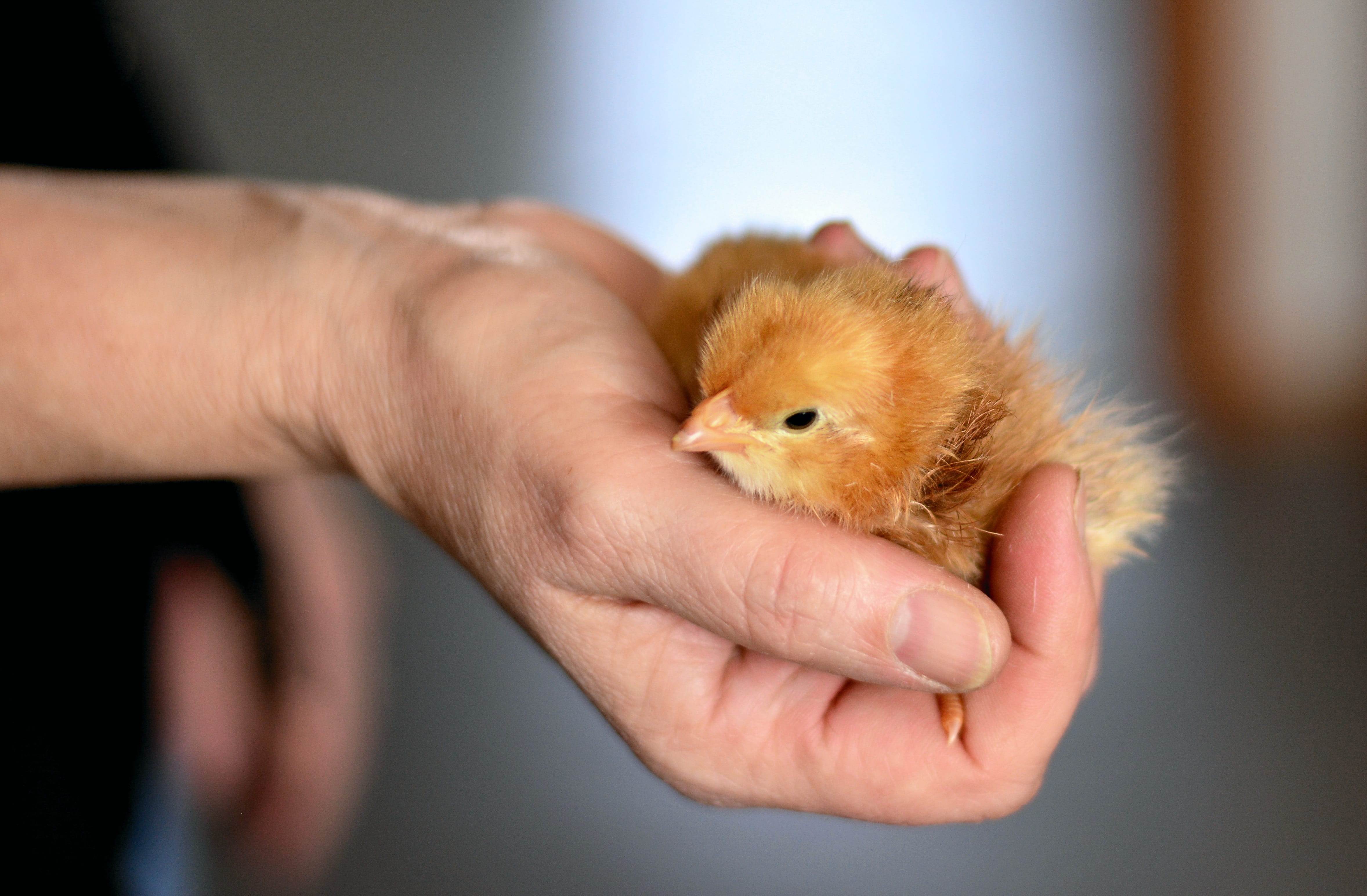 baby chicken, hand, 4K, bird, young bird, close-up, one animal, pets, security, animal themes, chicks, domestic animals, fluffy, protection, focus on foreground, HD Wallpaper
