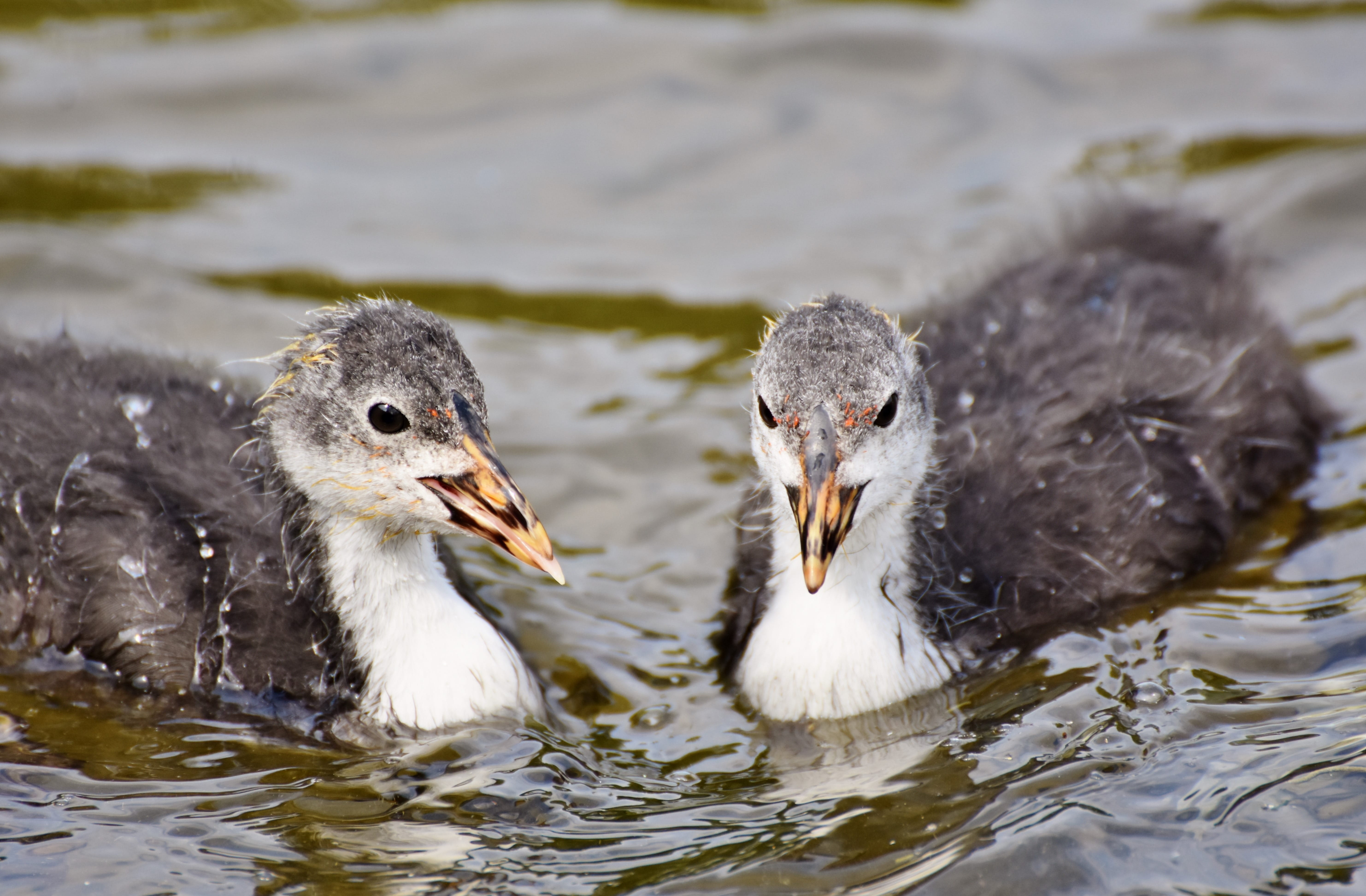 coot, pond, bird, close-up, animal themes, young animal, duck, group of animals, water, chicks, day, duck bird, lake, focus on foreground, feather, animal family, HD Wallpaper