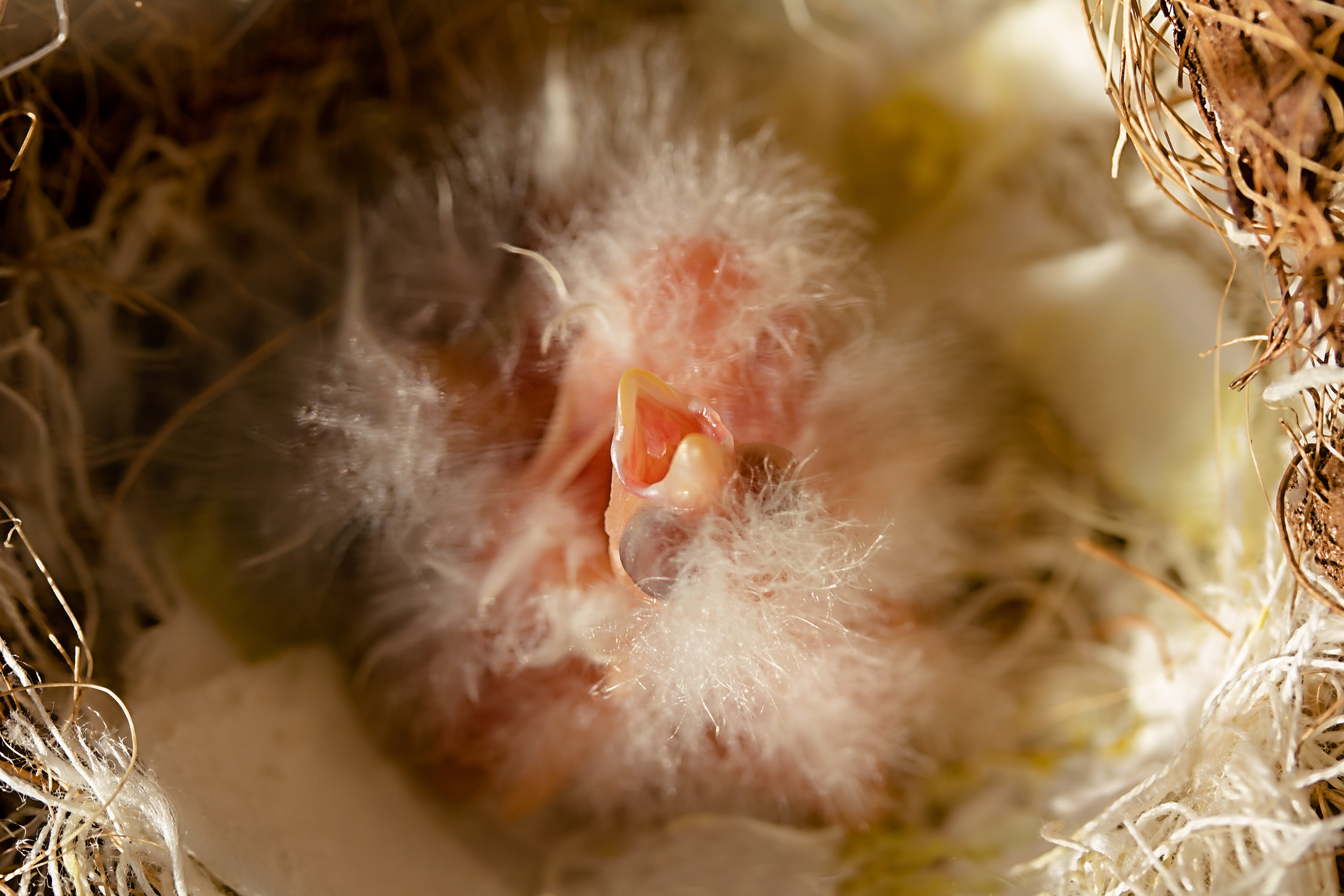 animal themes, mammal, freshly hatched, eyes closed, bill, hunger, close-up, day, selective focus, vertebrate, birds nest, domestic animals, fluff, outdoors, HD Wallpaper