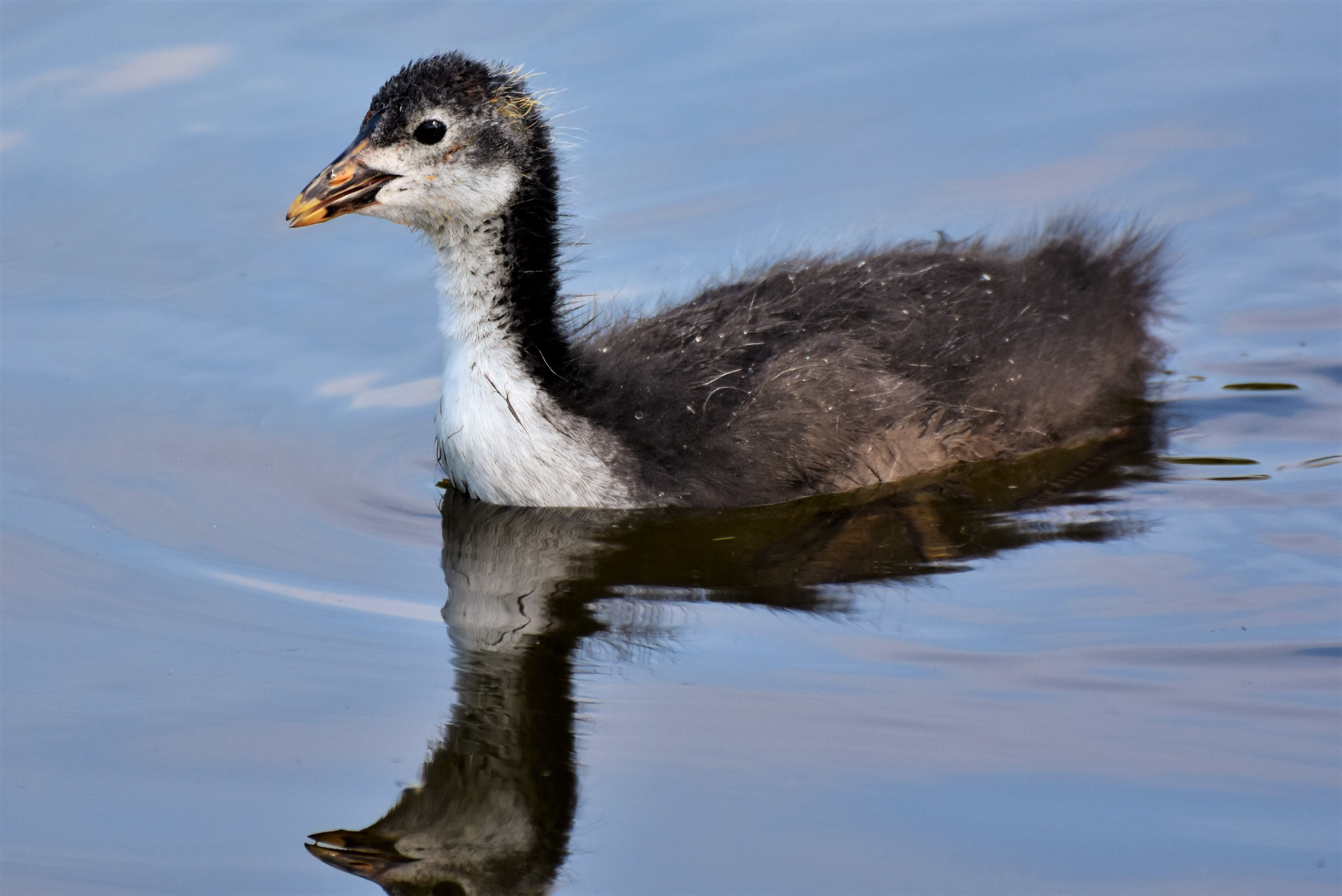 outdoors, nature, plumage, lake, young animal, animal, chicks, vertebrate, one animal, animals in the wild, animal neck, duck bird, no people, animal themes, HD Wallpaper