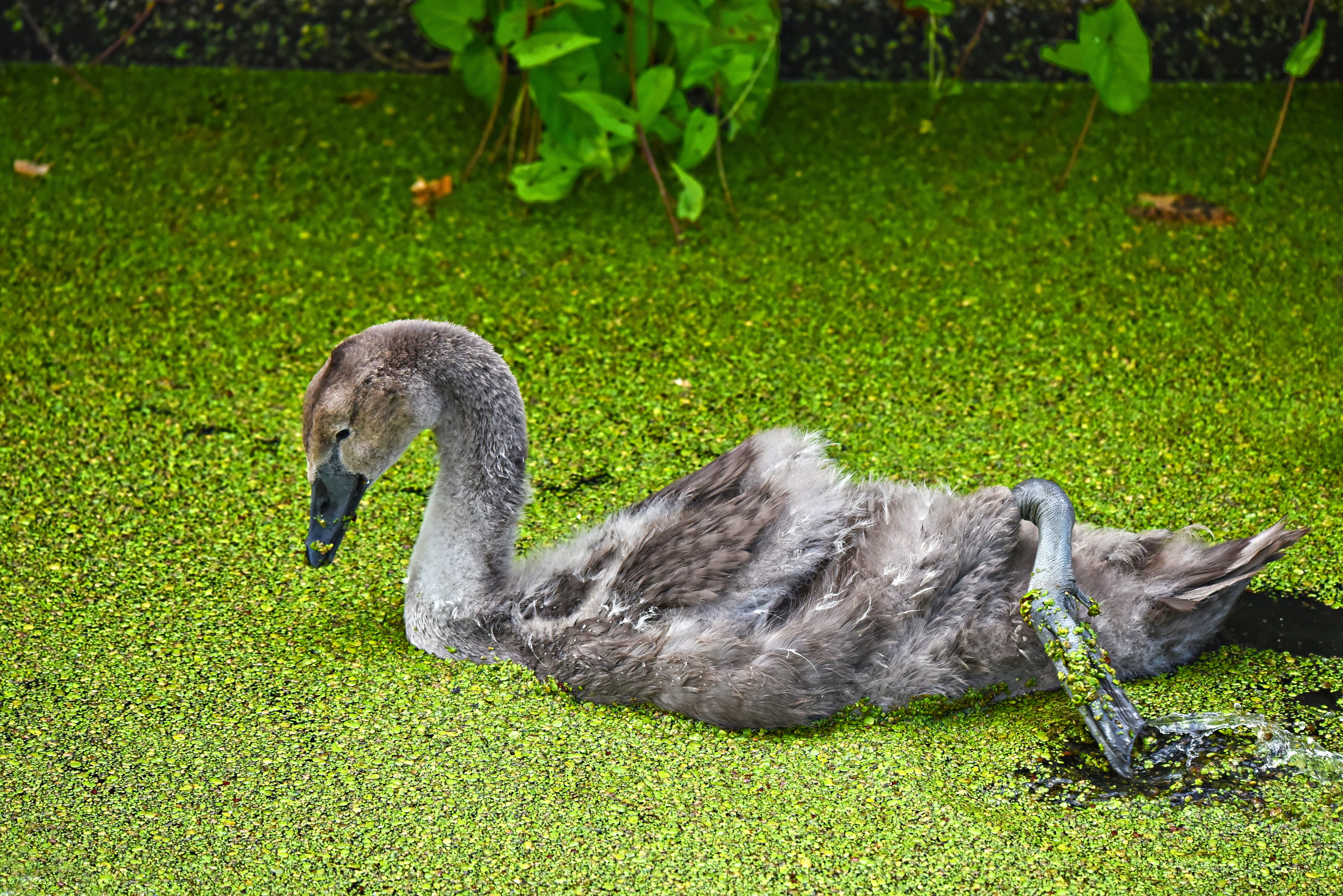 swimming, young animal, animal themes, day, 4K, swan, feeding, green color, one animal, water bird, plumage, down, no people, plant, juvenile, young bird, HD Wallpaper