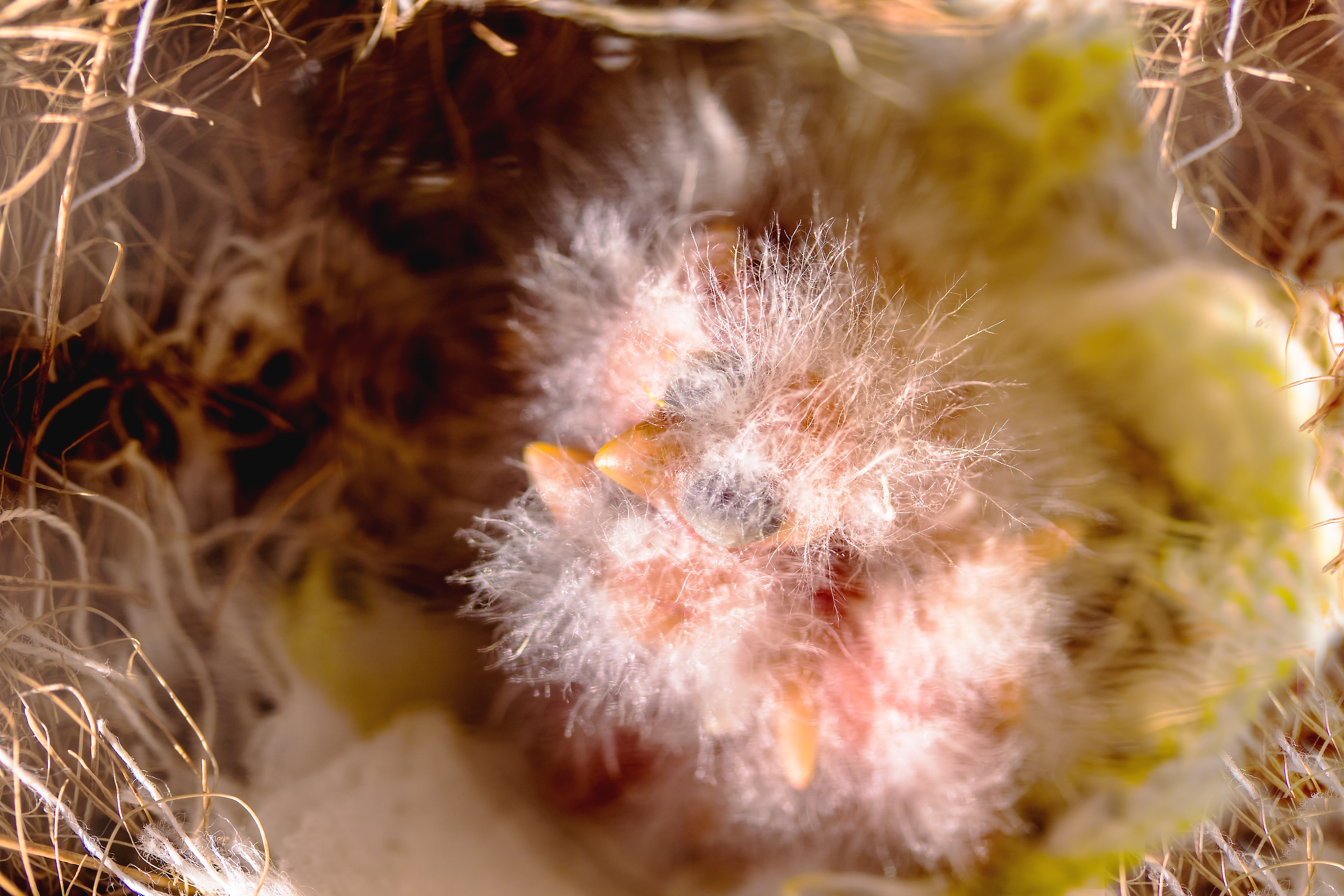 mammal, eyes closed, softness, young bird, outdoors, canary chicks, birds nest, nest, no people, fluff, animal, plant, beauty in nature, blind, vertebrate, HD Wallpaper