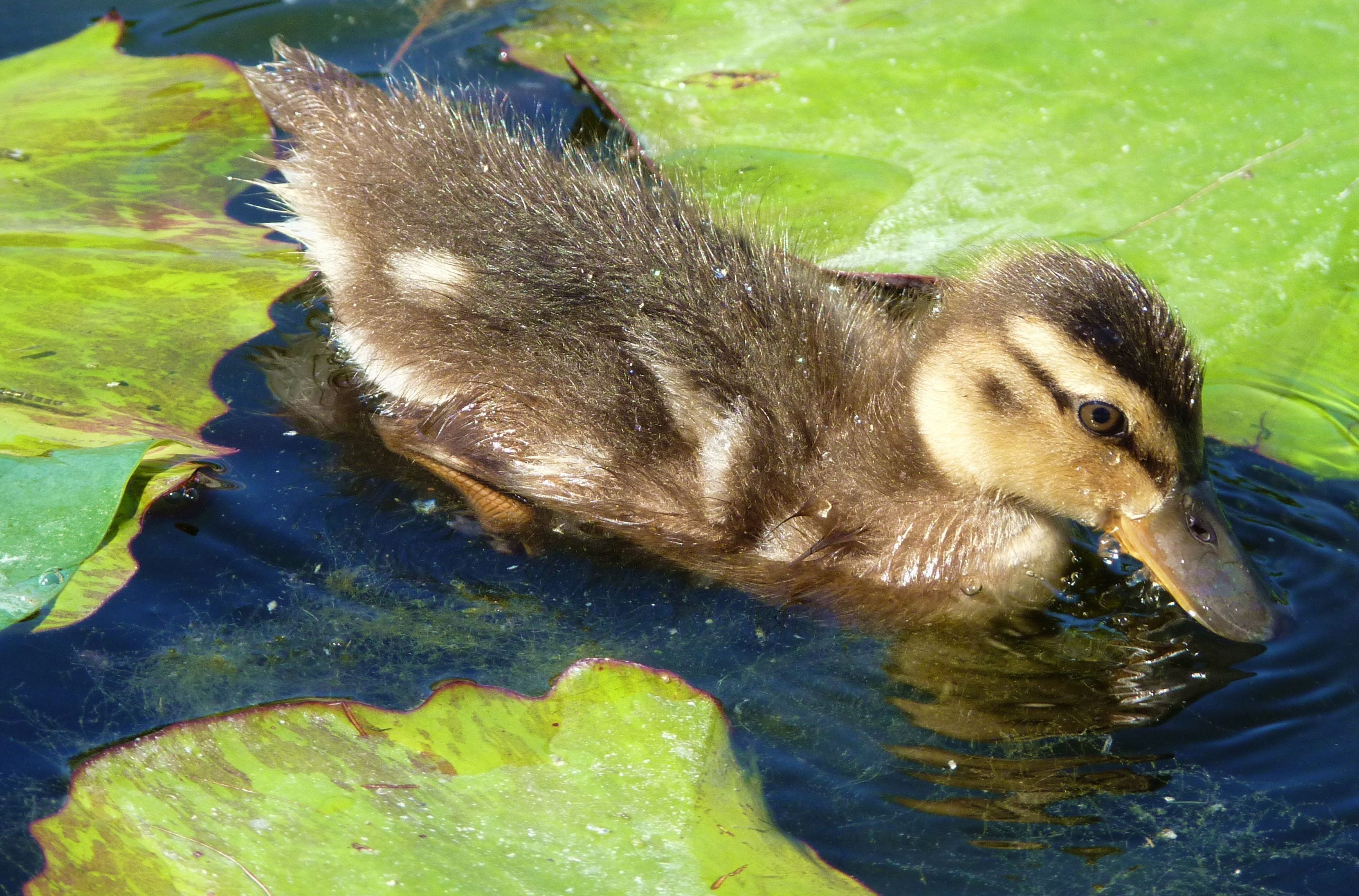 green color, high angle view, vertebrate, rat, swimming, water, small, ducky, animal, plumage, duck, one animal, bill, whisker, lake, animal themes, animal world, HD Wallpaper