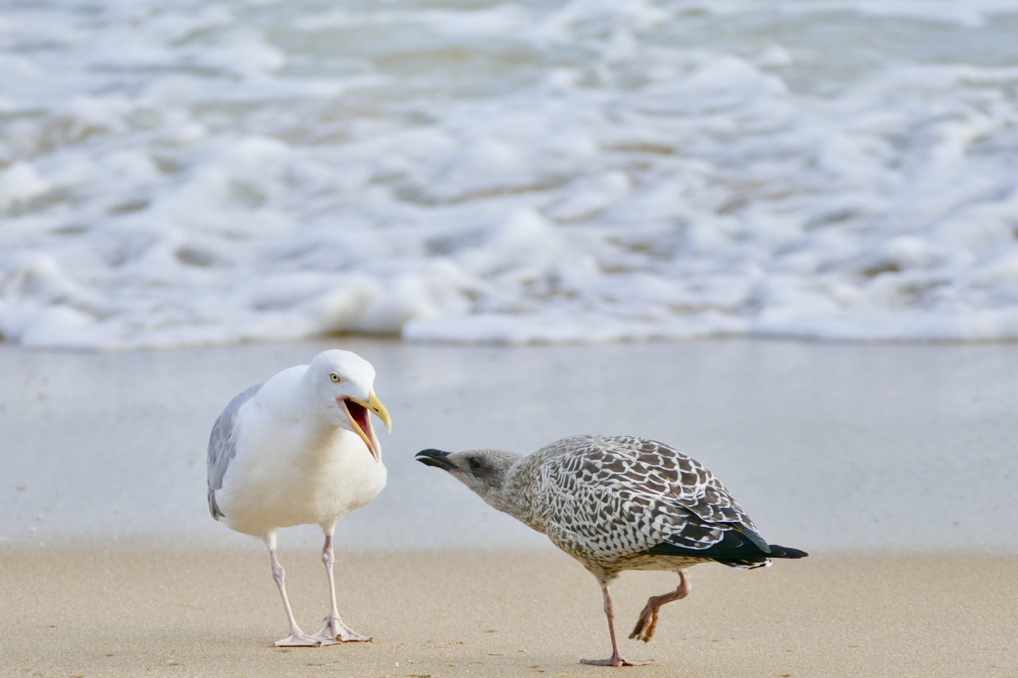 sea, vertebrate, nature, focus on foreground, no people, koken, land, animal themes, two animals, day, waters, water, bill, 2K, animal wildlife, beach, HD Wallpaper