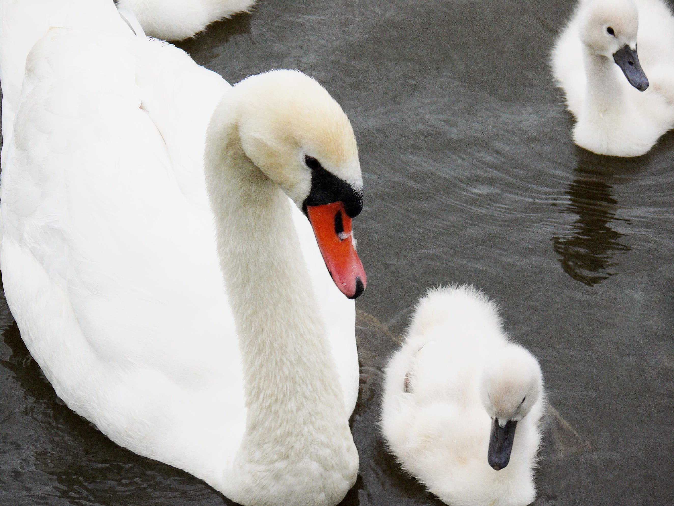 bill, cygnet, swimming, swim, animal family, waterfowl, pride, no people, floating on water, white, swans, bird, care, cute, plumage, white color, gooseneck, HD Wallpaper