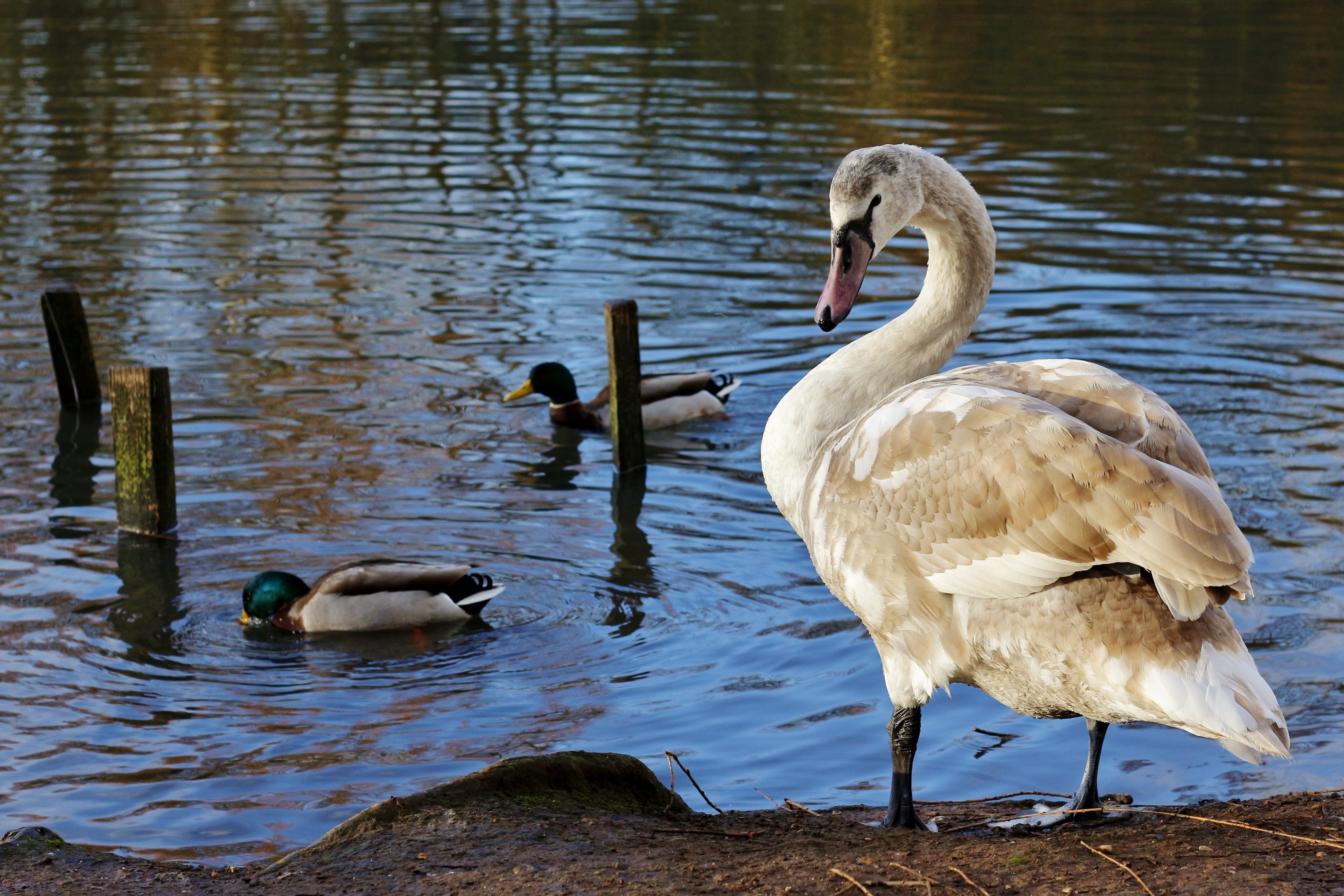 animal wildlife, beauty in nature, cob, water bird, fly, bird, birds, graceful, animals in the wild, swan, animal themes, wing, flight, bill, feather, day, HD Wallpaper