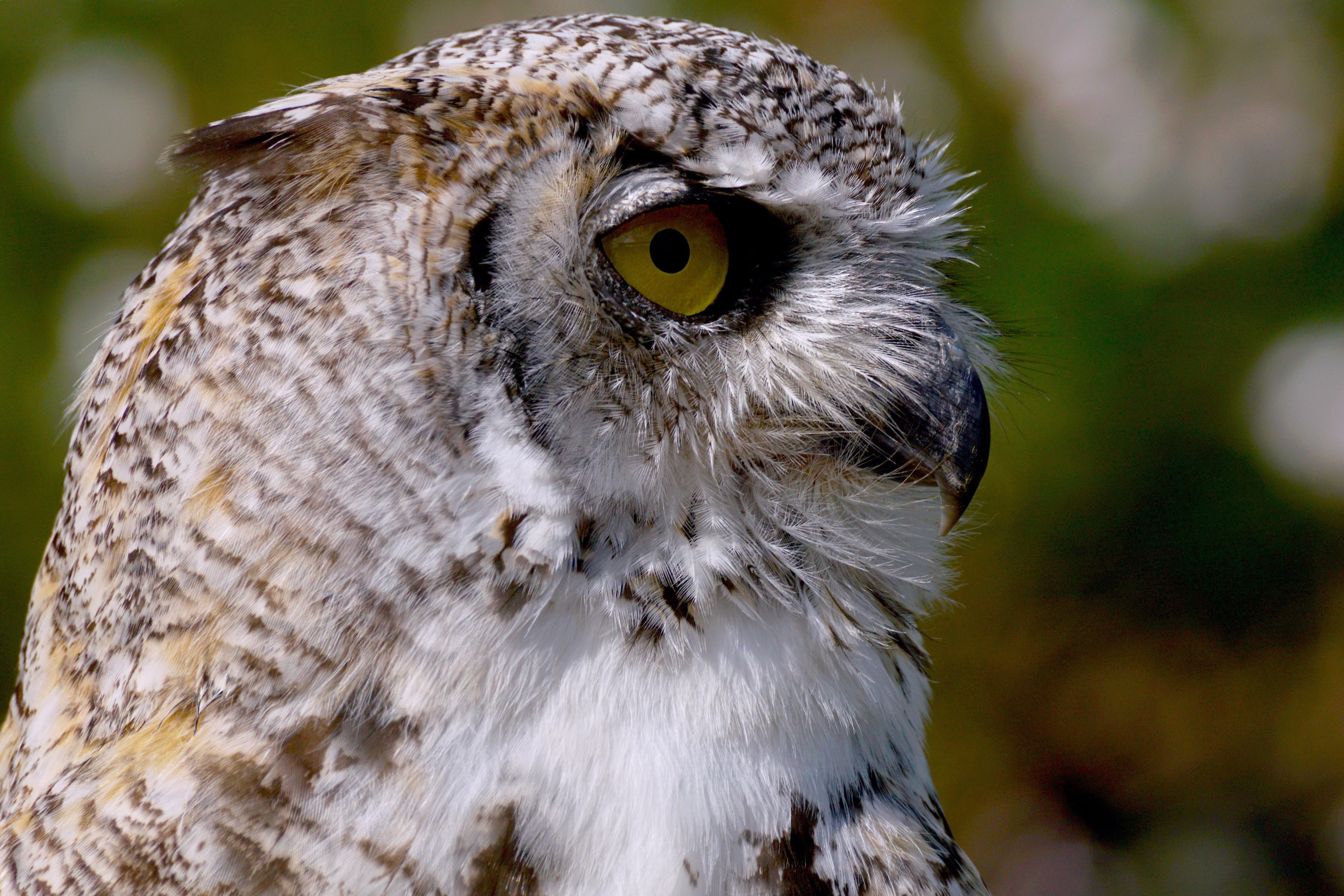 animal eye, animal wildlife, bird of prey, view, outdoors, wild bird, focus on foreground, falconeria locarno, no people, switzerland, bird, looking, eye, HD Wallpaper