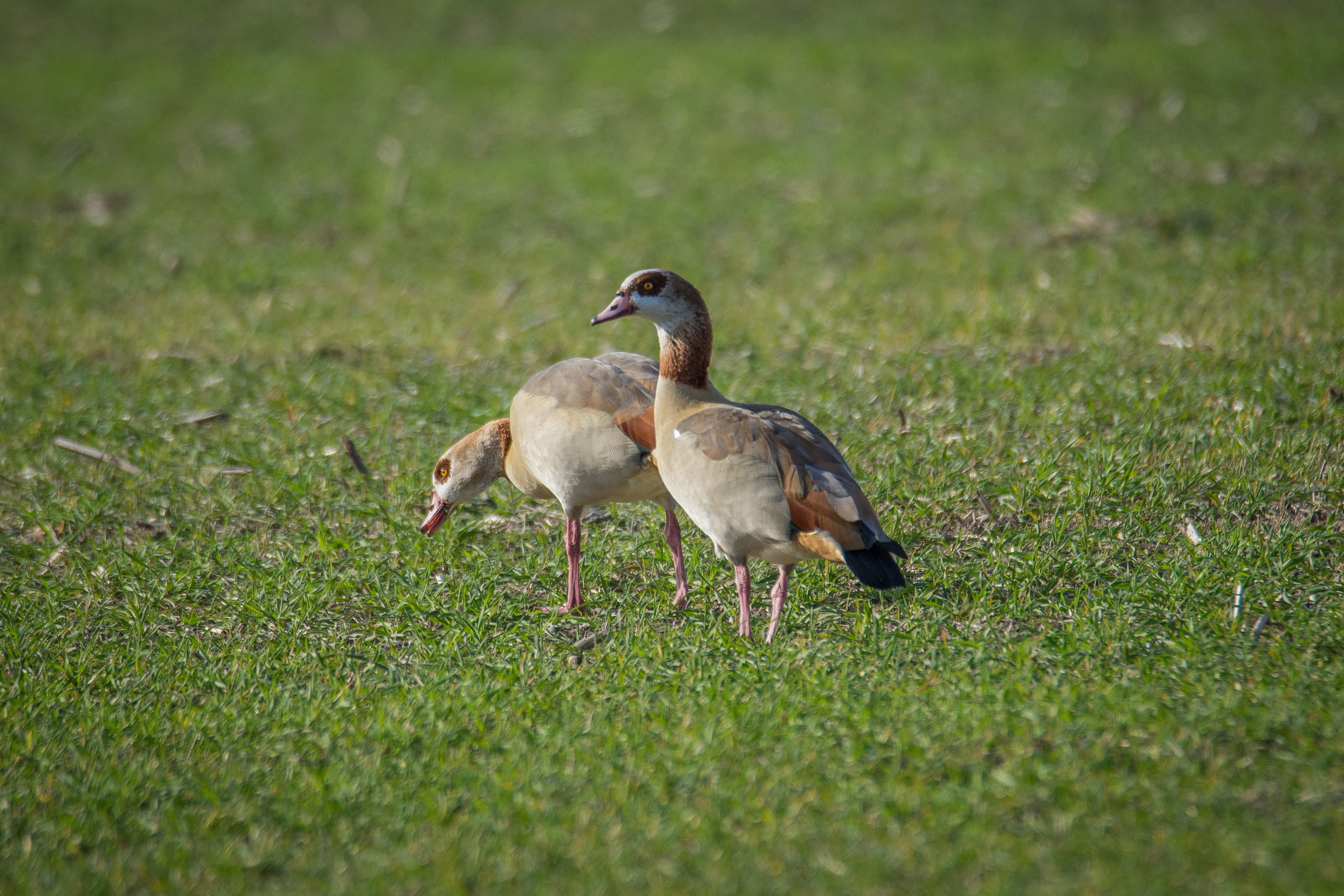 animal themes, young bird, Bird, vertebrate, alopochen aegyptiacus, animals in the wild, wildlife photography, gosling, bill, selective focus, wild bird, HD Wallpaper
