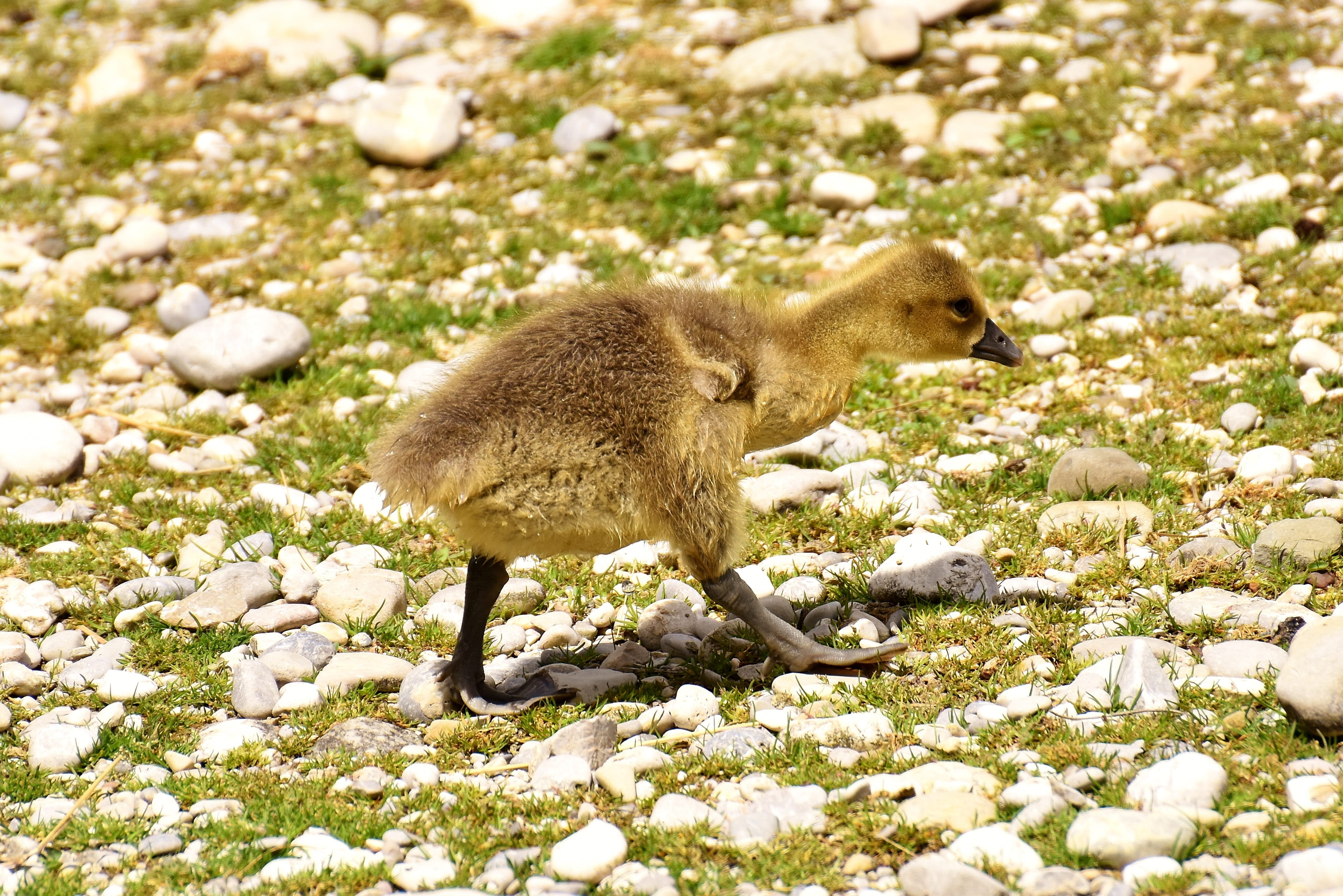 side view, day, creature, bird, plumage, herbivorous, full length, nature, animal themes, outdoors, vertebrate, field, chicks, bill, cold temperature, sunlight, HD Wallpaper