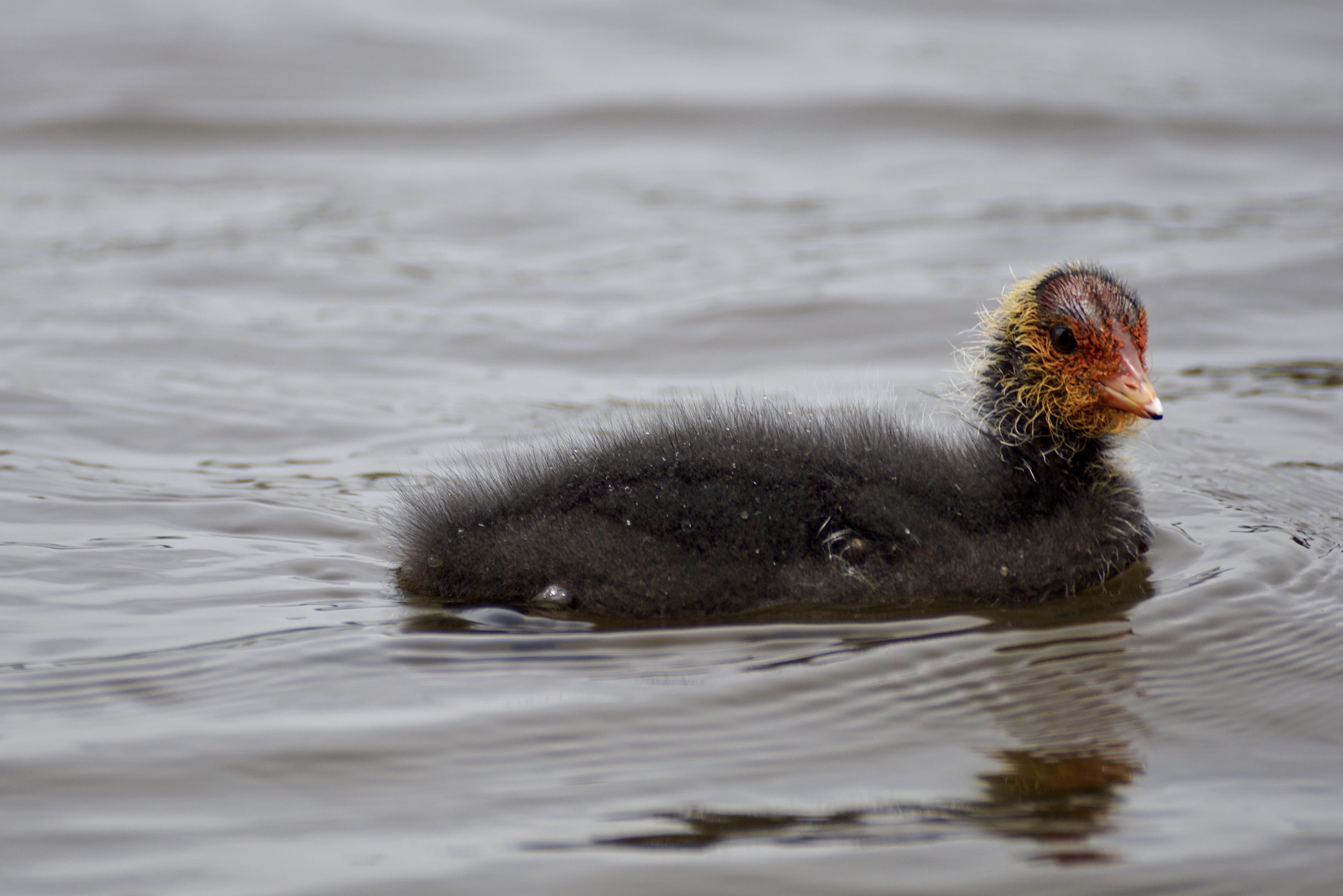 swimming, animal, cygnet, animal wildlife, waterfront, rippled, young animal, Coot, Bird, close, floats, Small, water, nature, 4K, water bird, one animal, HD Wallpaper