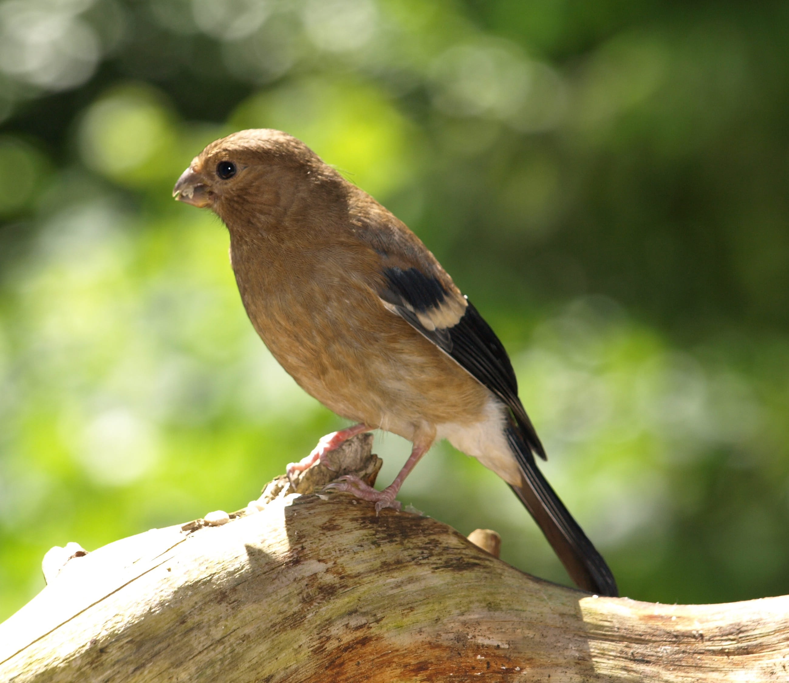 2K, day, sparrow, animal wildlife, young, songbird, bill, tree, close-up, Blood, full length, bird young, perching, profile view, Gimpel, wood - material, HD Wallpaper