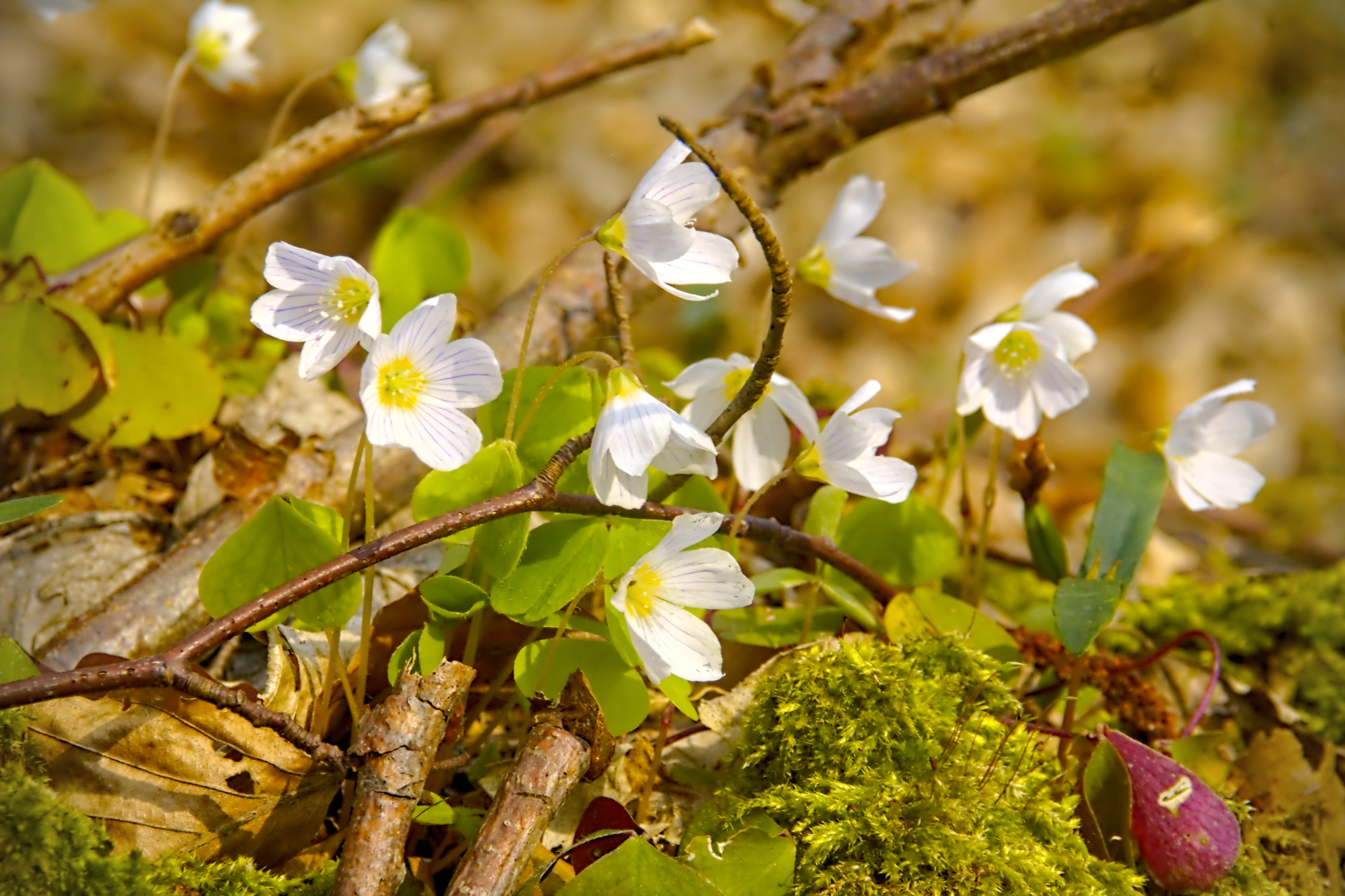 beauty in nature, plant, vase, tree, growth, fragility, planter, flower head, freshness, day, branch, pottery, potted plant, petal, blossom, focus on foreground, HD Wallpaper