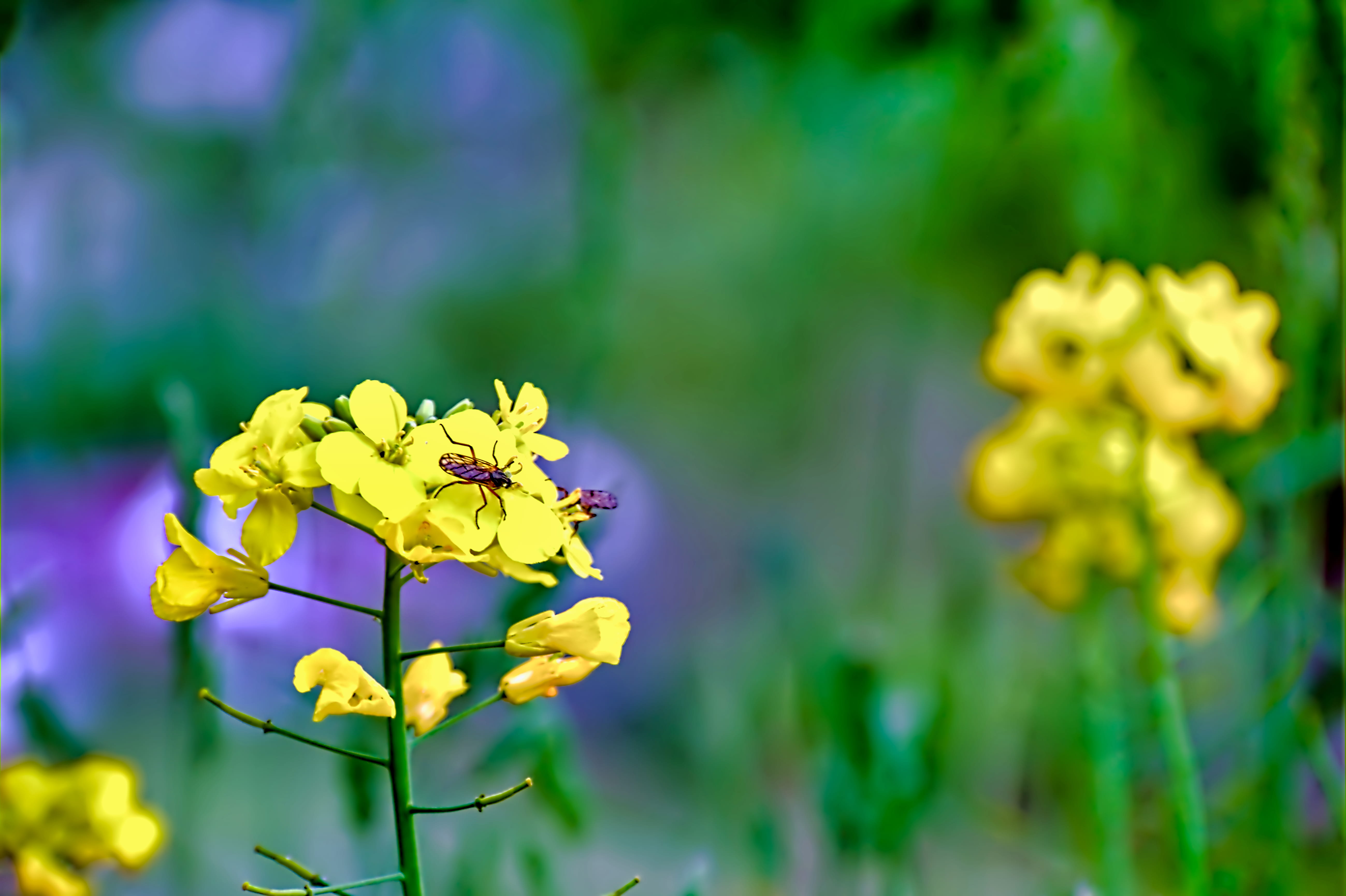 outdoors, no people, beauty in nature, growth, fragility, potted plant, blossom, 5K, food, flower, nature, selective focus, daisy, jar, geranium, field, HD Wallpaper
