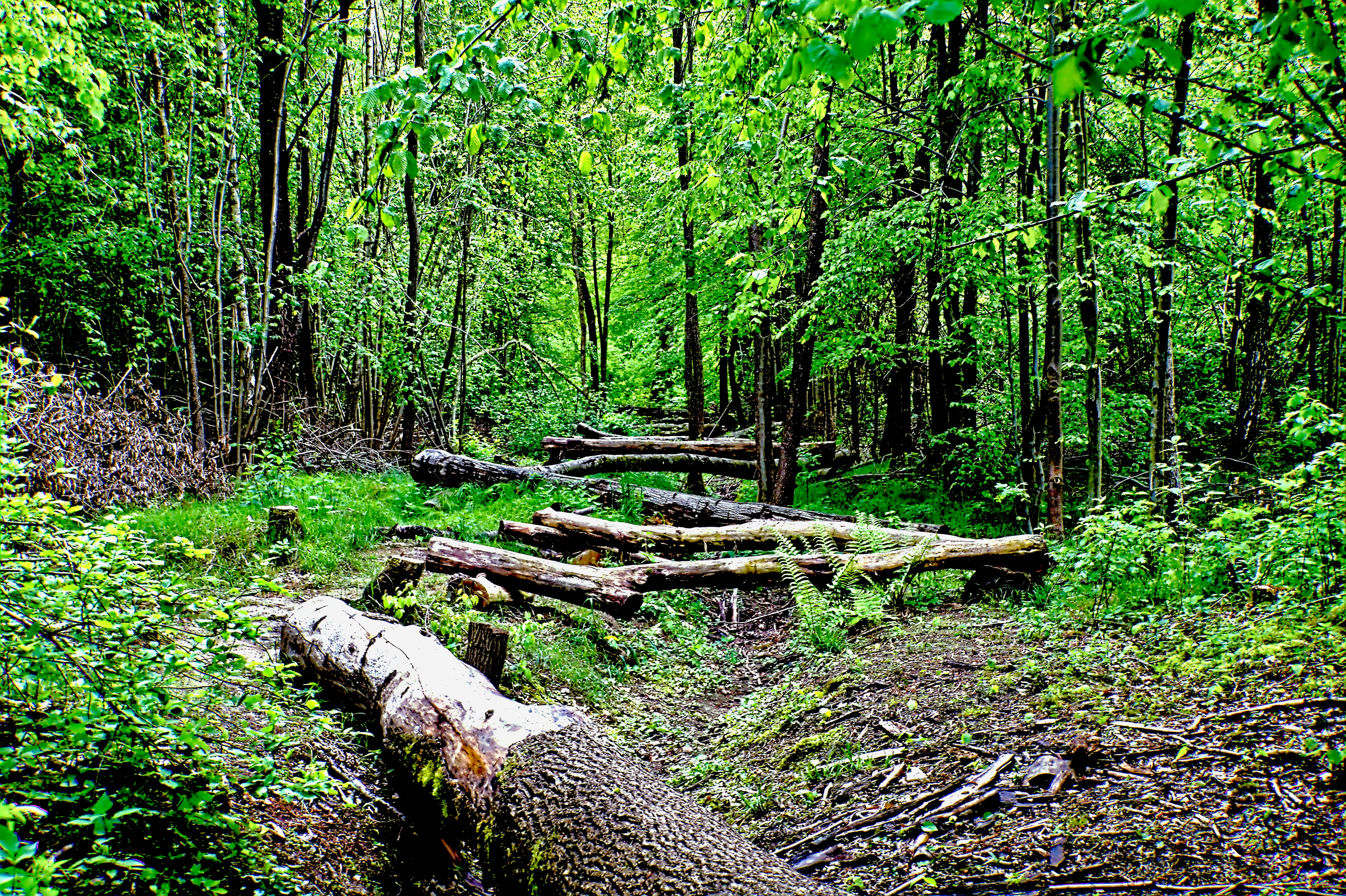 nature, ebersbach an der fils, trunk, tree trunk, germany, vegetation, grove, green color, growth, woodland, jungle, wood, path, 5K, log, trail, plant, HD Wallpaper