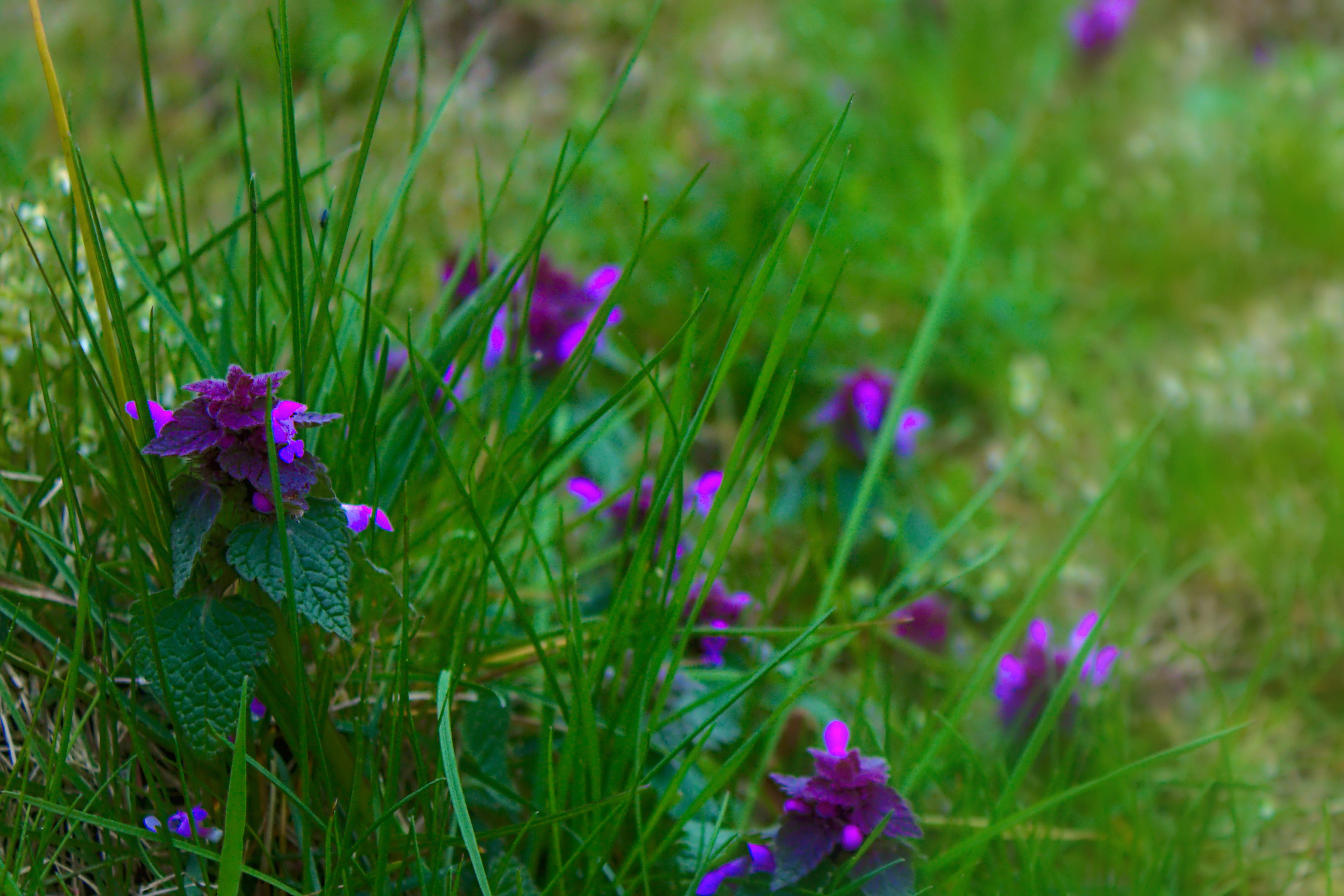 pottery, planter, freshness, wildflower, germany, jar, vase, blossom, geranium, meadow, purple, small, herbs, grass, 2K, vulnerability, ebersbach an der fils, HD Wallpaper