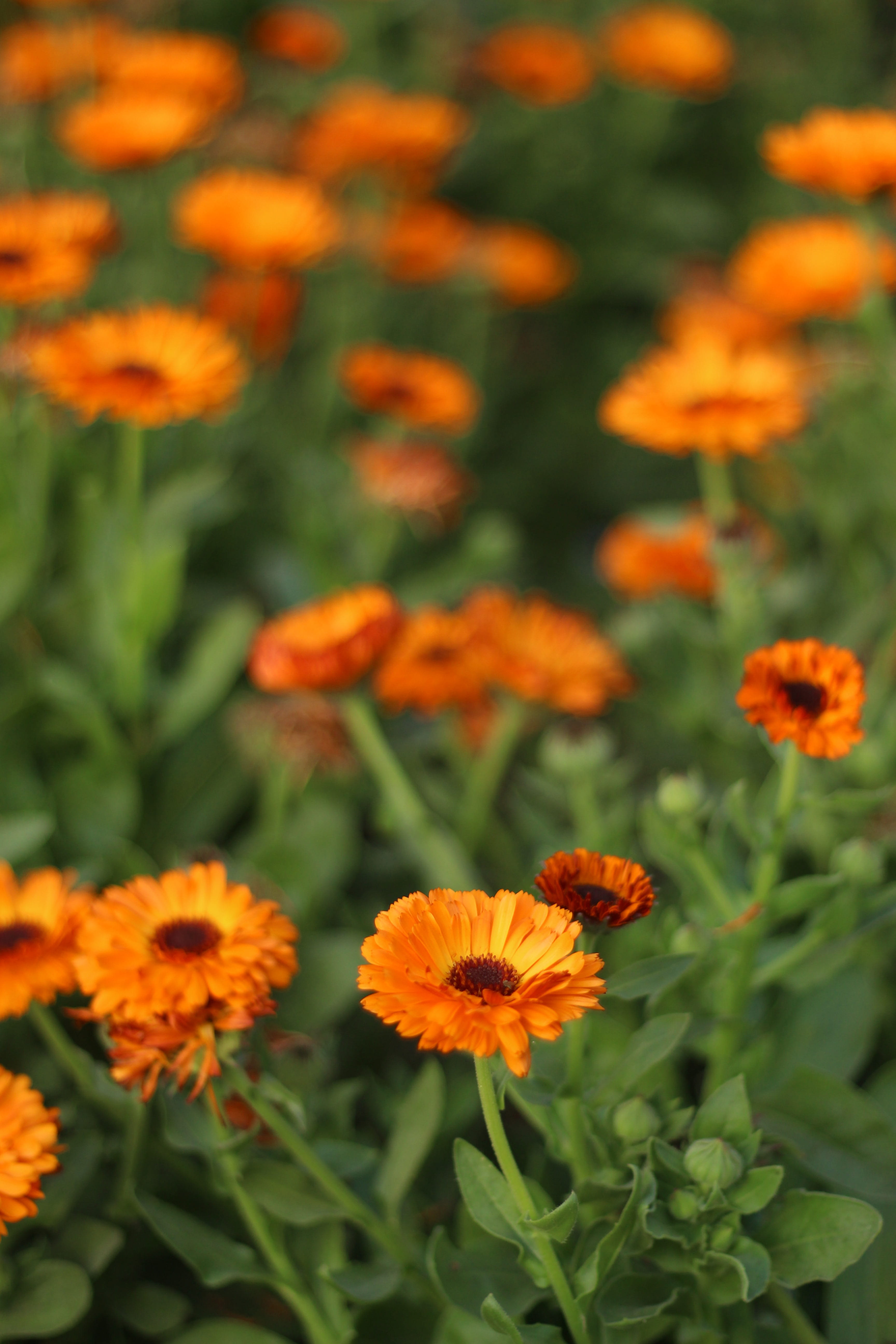 no people, photographer, growth, design, marigold, focus on foreground, mauryan pentool, flower, photo, outdoors, close-up, petal, pixabay, nature, plant, Phone HD Wallpaper