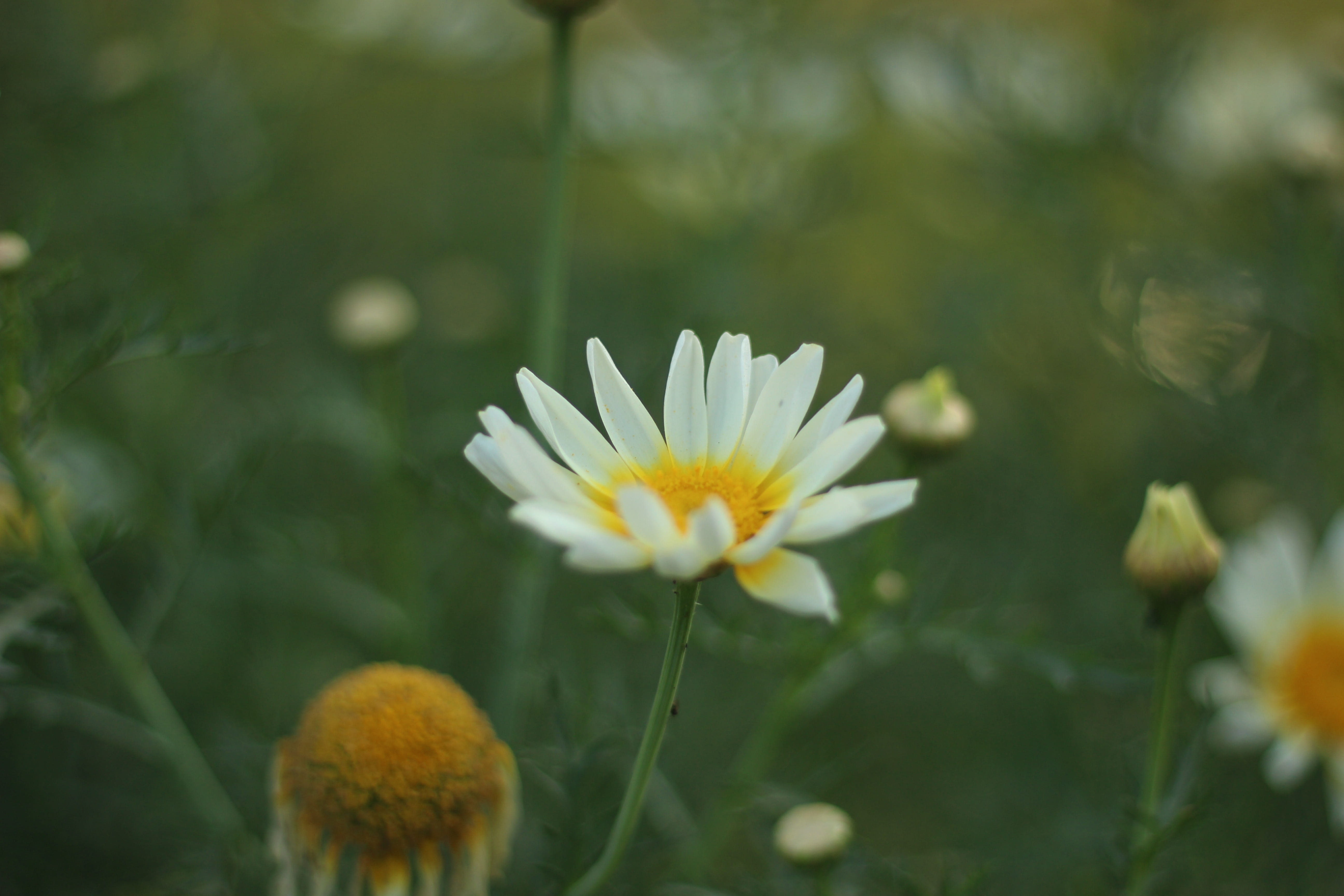 canon, white color, photography, outdoors, shot, photo, flower, camera, close-up, flowering plant, pollen, day, plant, yellow, growth, retro, beauty in nature, HD Wallpaper
