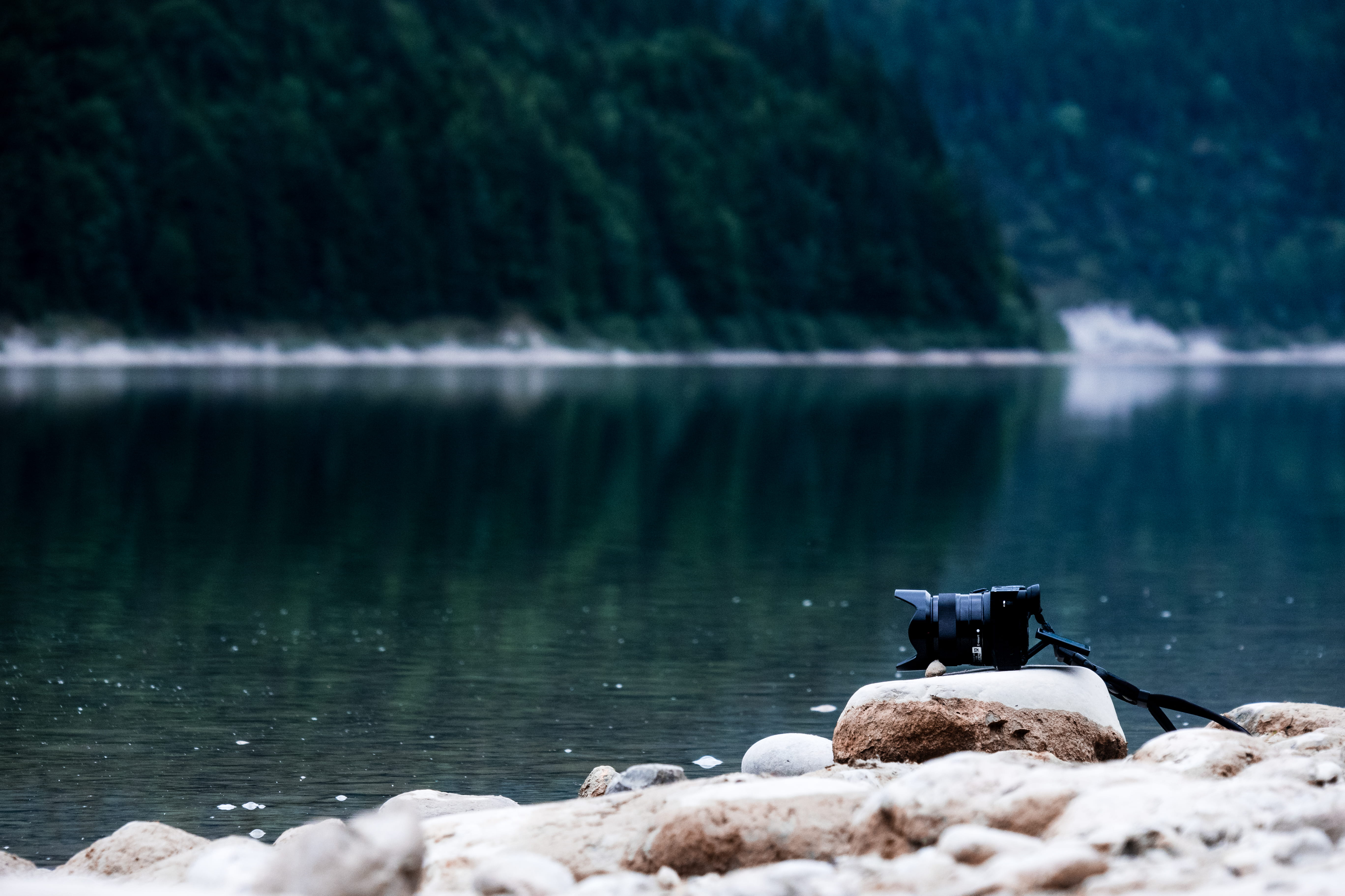 animals in the wild, day, green, mammal, no people, forest, photo, shore, vertebrate, lake, digital camera, plant, solid, daytime, body, rock, 5K, camera, HD Wallpaper