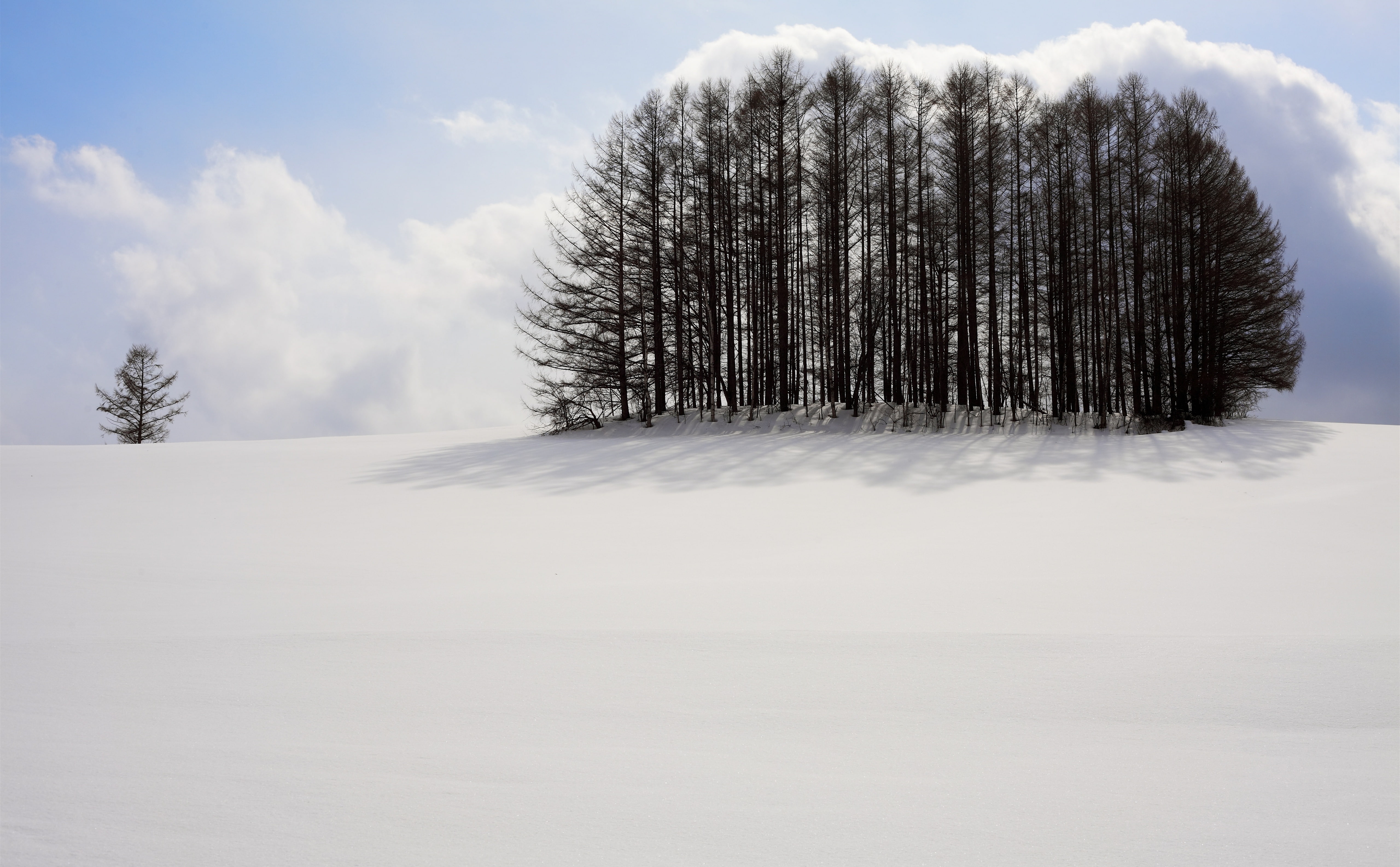 5K, Landscape, Tranquility, White, Snowy, 5dmarkii, Japan, hokkaido, Snow, clump, Calm, Cold, Scenery, Nature, Nobody, Seasons, Outdoors, Trees, biei, HD Wallpaper