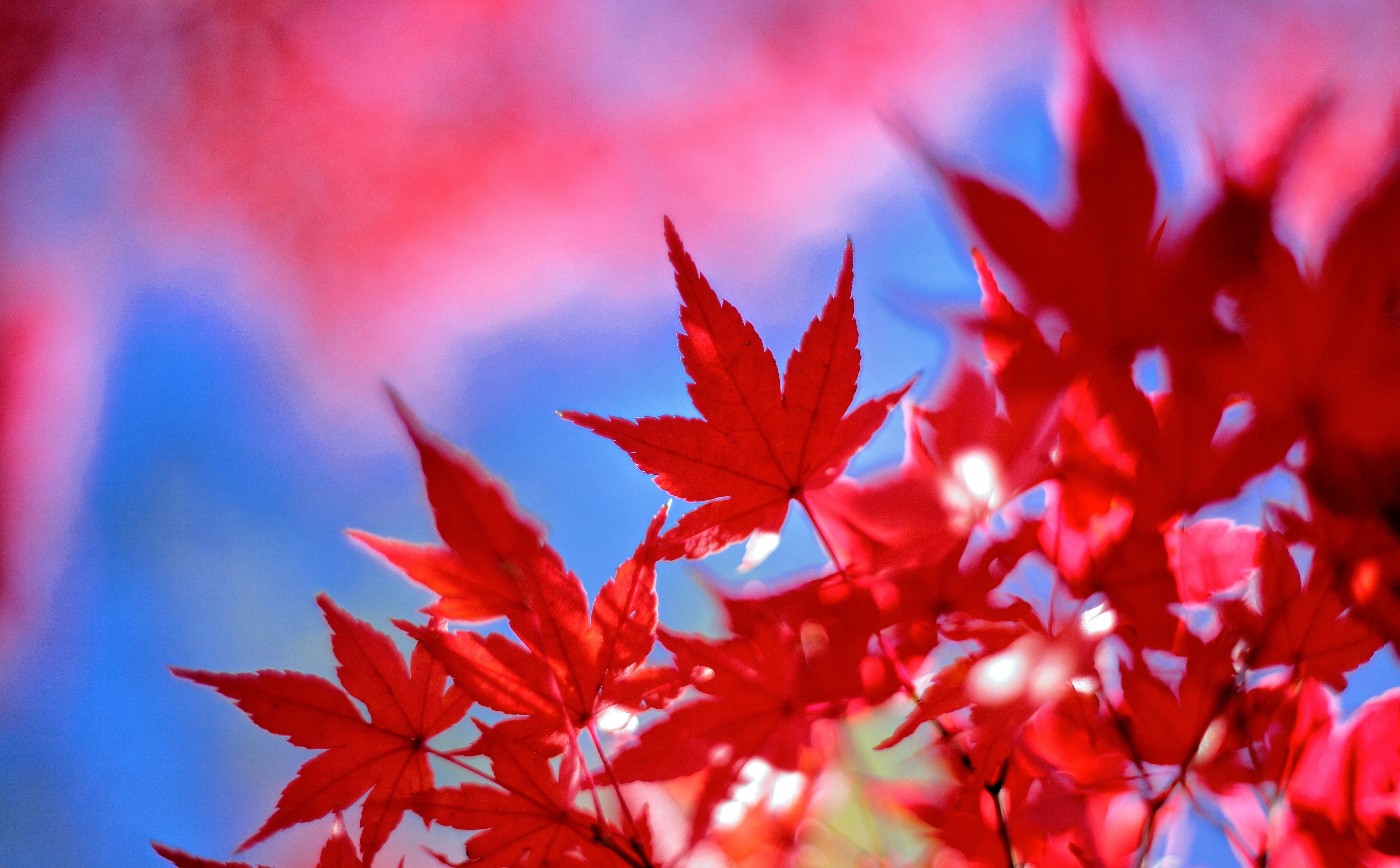 Seasons, no people, fragility, maple tree, canon, vibrant color, Leaves, leaf, natural condition, 5K, plant part, Maple, outdoors, bokeh, redleaves, JapaneseMaple, HD Wallpaper