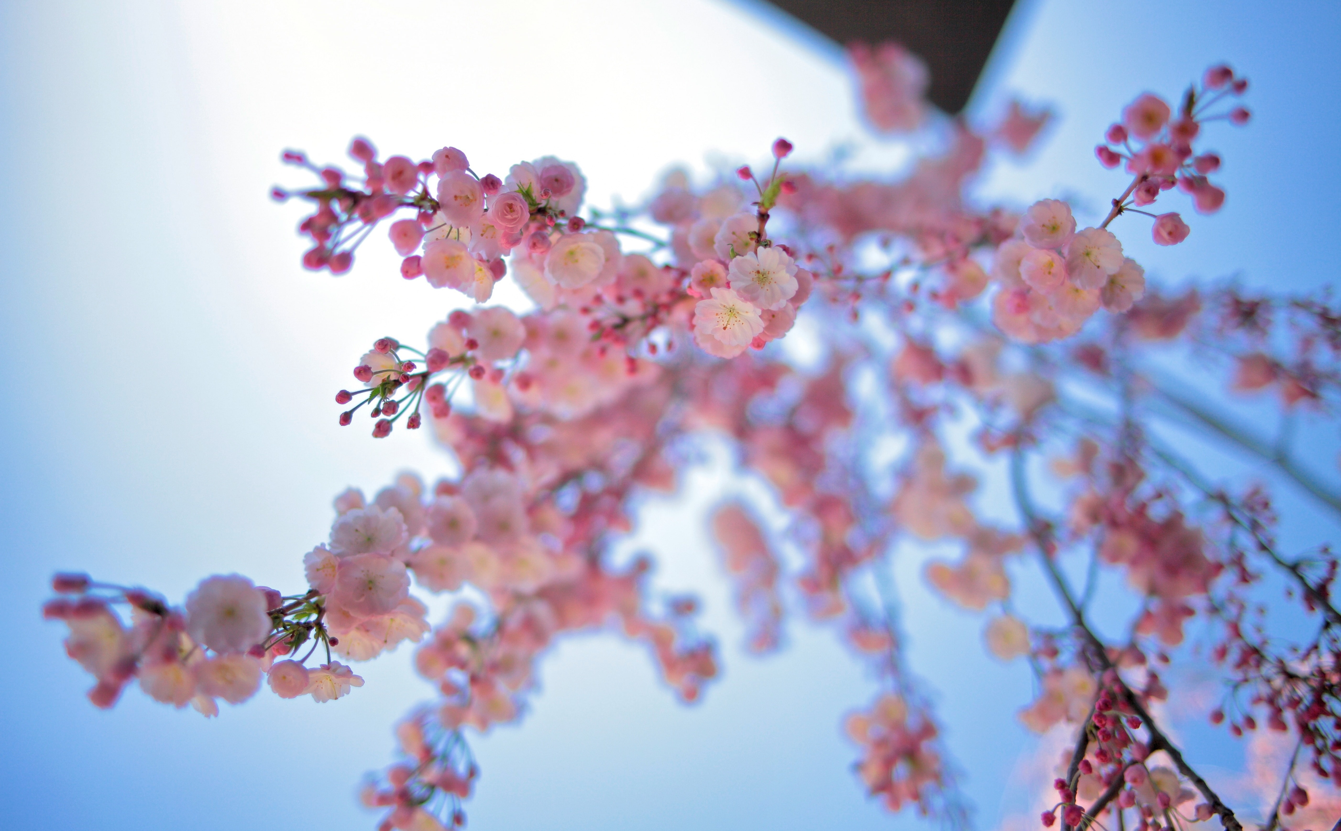 low angle view, freshness, flower, snapseed, cherry, kmount, canon, mountadapter, 5K, Japan, sky, flowering plant, 5dmarkii, flower head, beauty in nature, HD Wallpaper