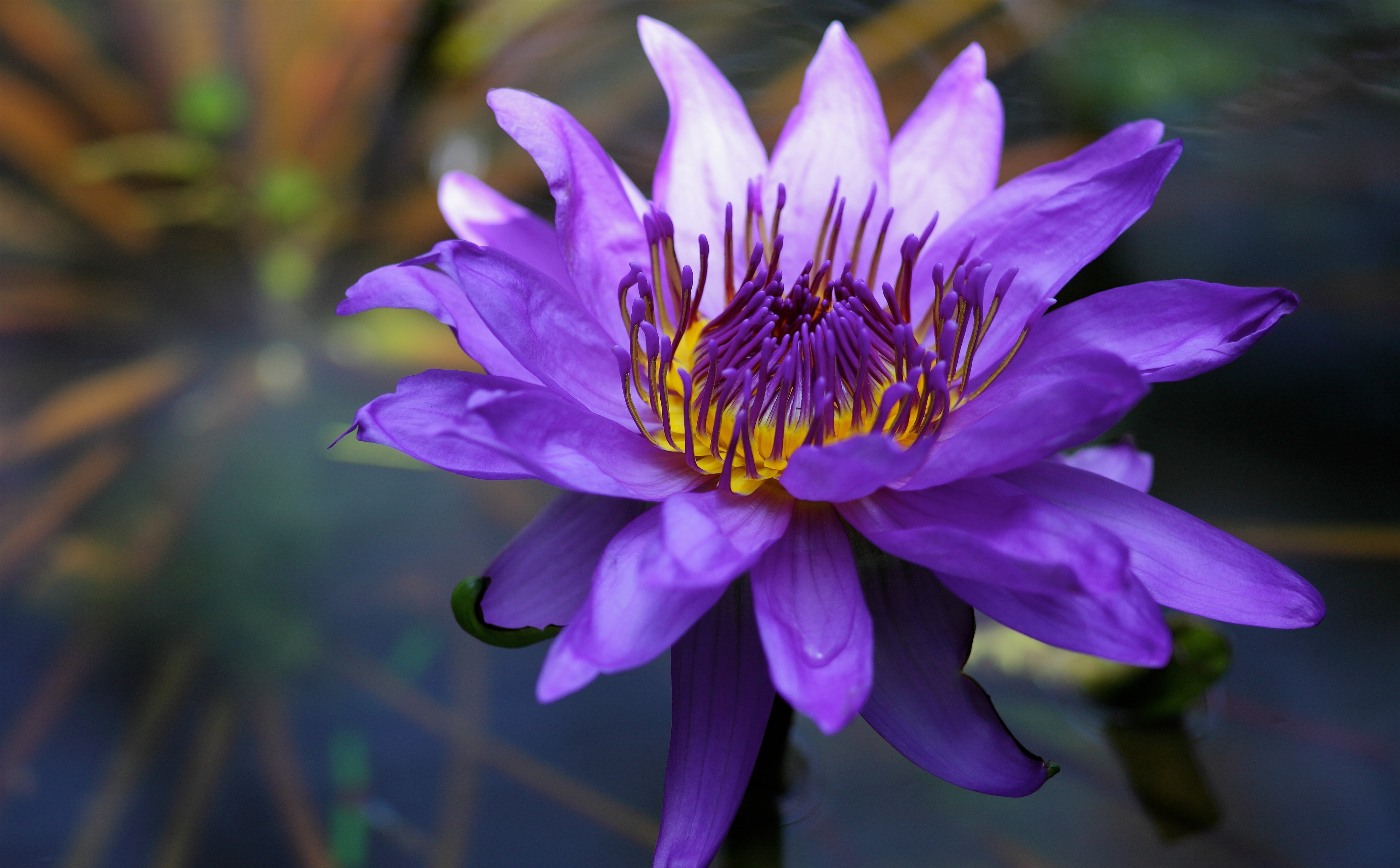 beauty in nature, flower head, vulnerability, fragility, focus on foreground, lily, bokeh, pollination, Japan, water, close-up, carlzeissjena, Flower, purple, HD Wallpaper