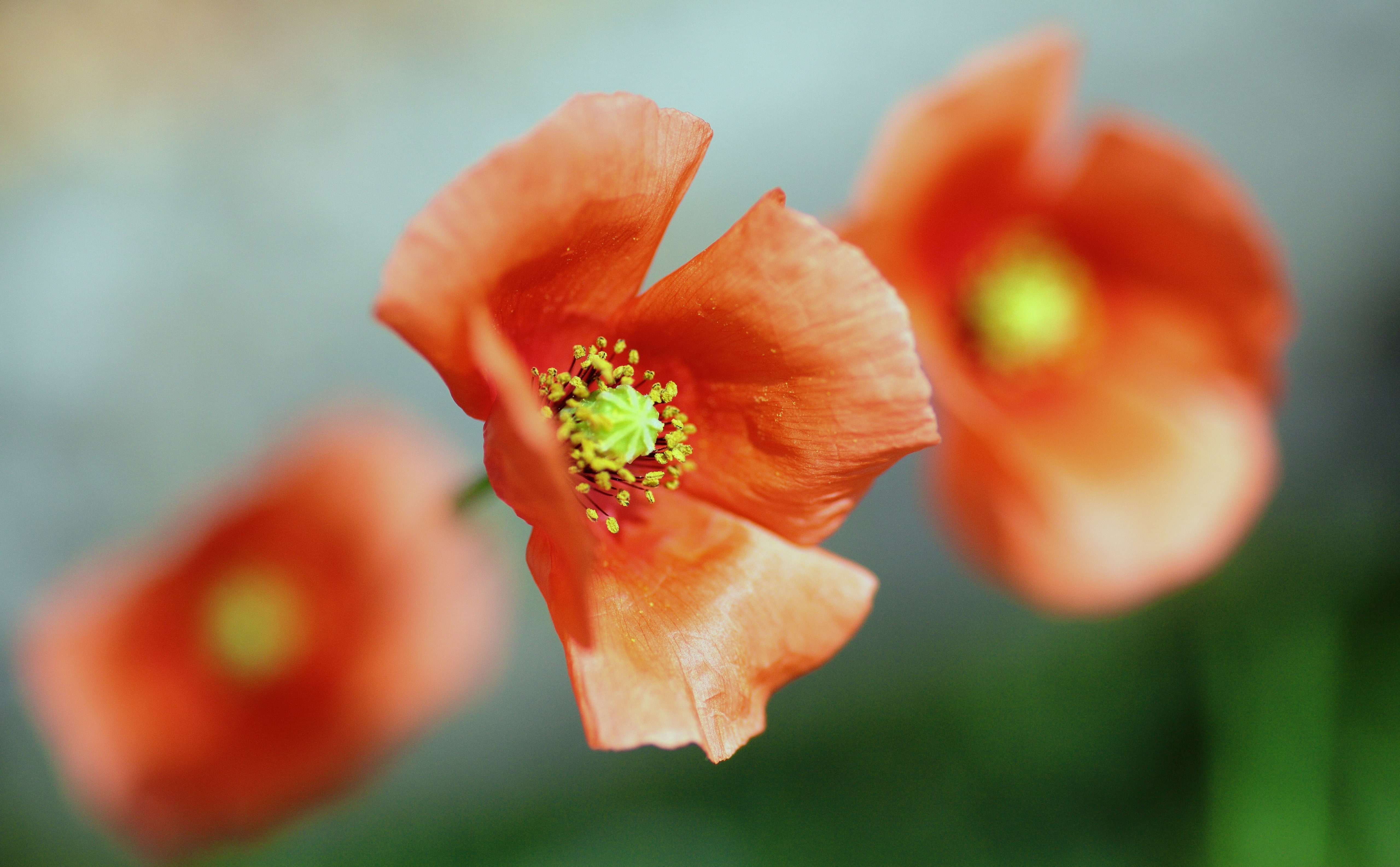 pkeos, orange color, close-up, Japan, bokeh, focus, Flowers, Poppy, petal, flowering plant, canon, 5K, tamron, plant, orange, vulnerability, growth, rayqual, HD Wallpaper