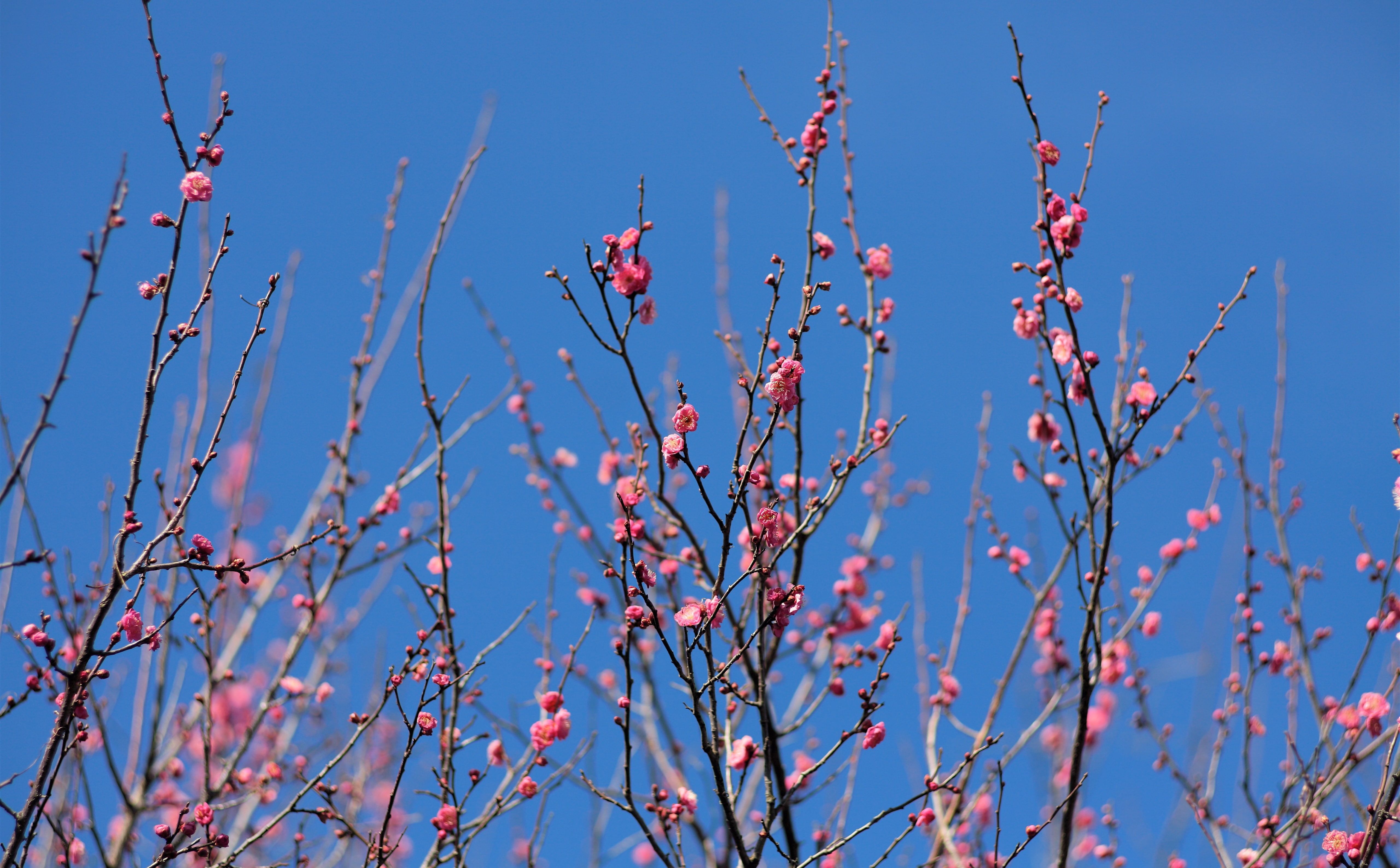 flowering plant, Season, 5dmarkii, plumblossom, close-up, Spring, beauty in nature, blossoms, sunlight, flower, branch, Plum, outdoors, tranquility, selective focus, HD Wallpaper