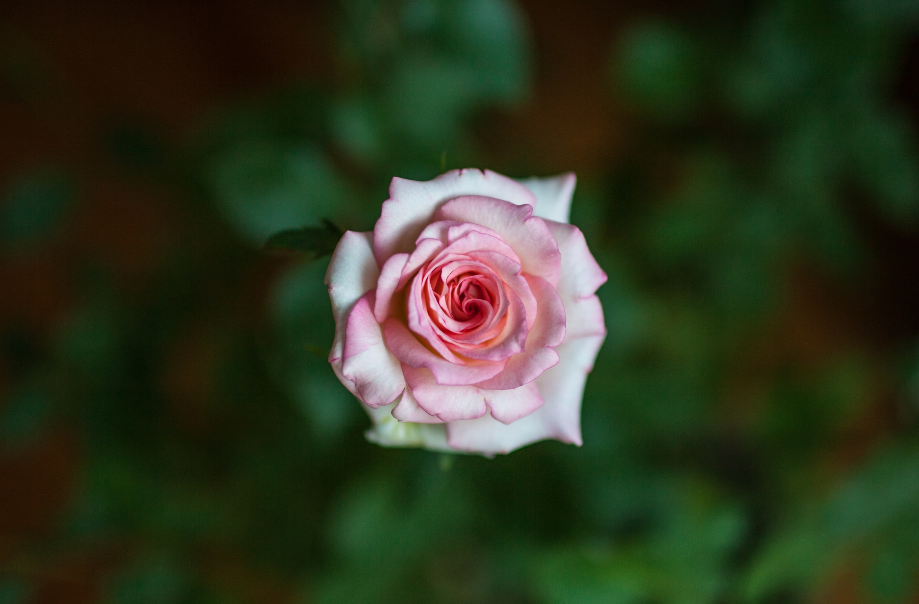 rose - flower, outdoors, beauty in nature, close-up, Nature, 2K, no people, focus on foreground, Flower, petal, pink color, vulnerability, flowering plant, HD Wallpaper
