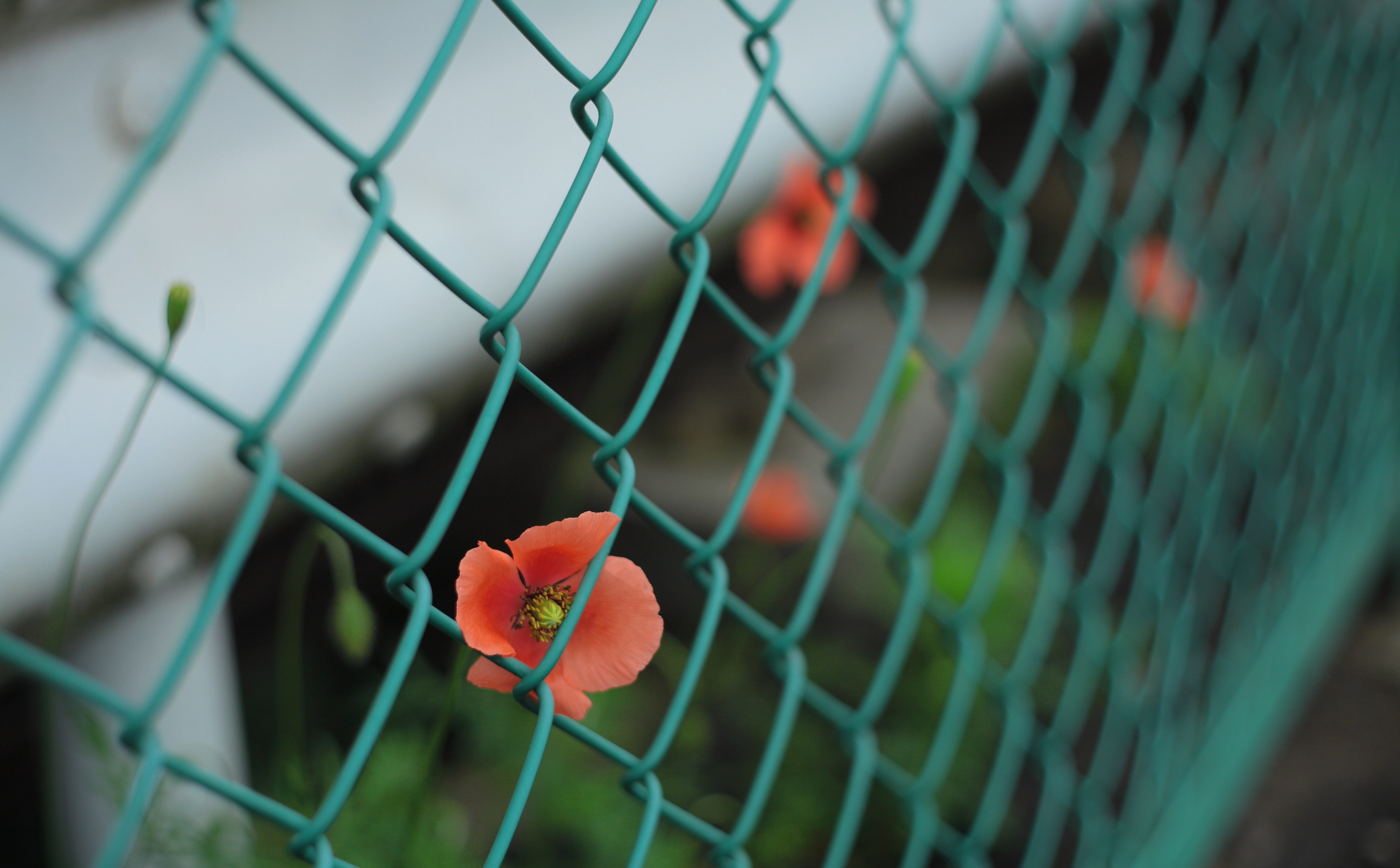 nature, Flower, security, Japan, no people, outdoors, vulnerability, chainlink fence, Wiremesh, Flowers, Border, 5K, flowering plant, plant, bokeh, flower head, HD Wallpaper