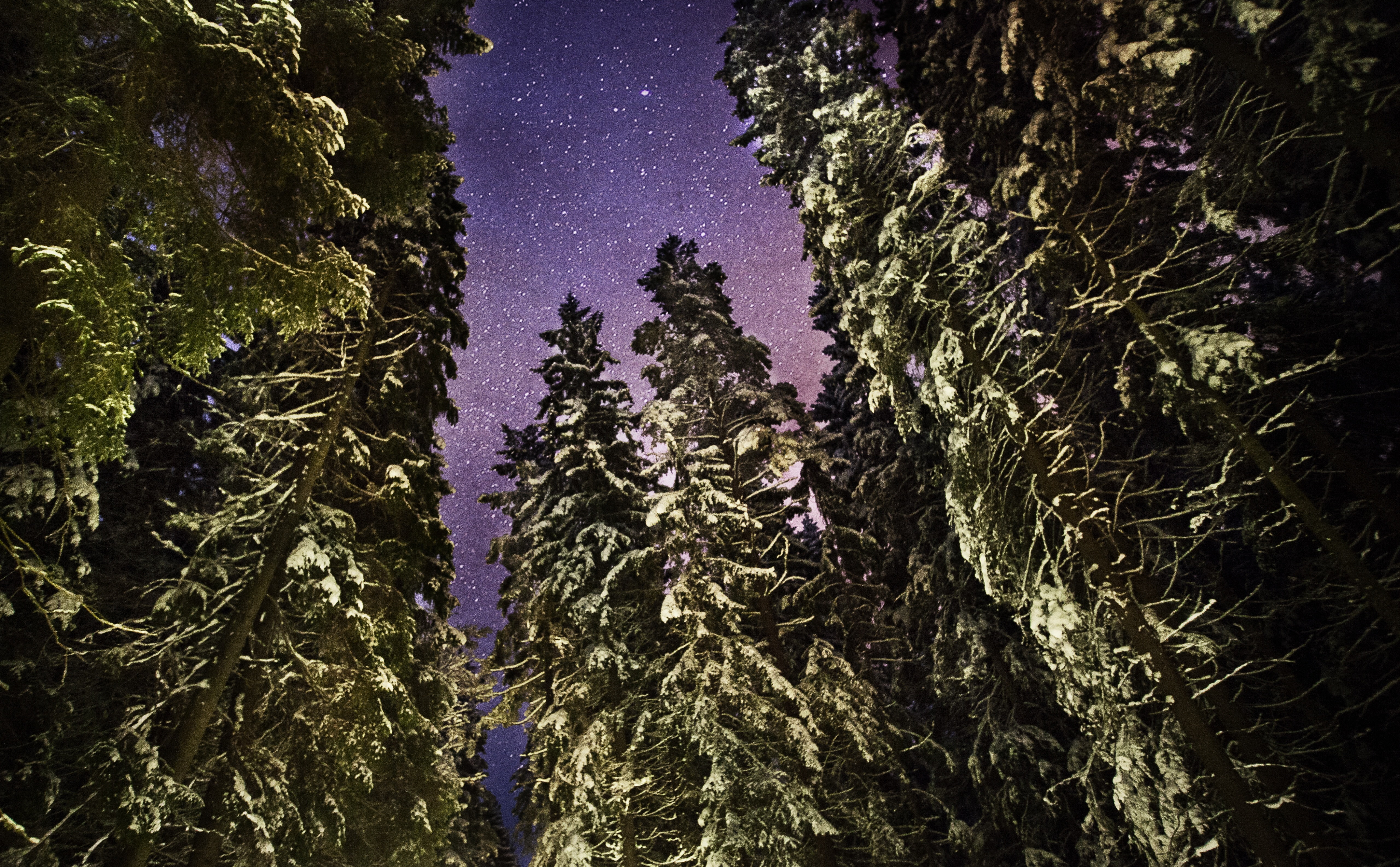hd, tranquility, light, tree, scenics - nature, tranquil scene, 5dmarkii, plant, 5K, stars, canon, space, night, forest, sweden, snow, purple, beauty in nature, HD Wallpaper