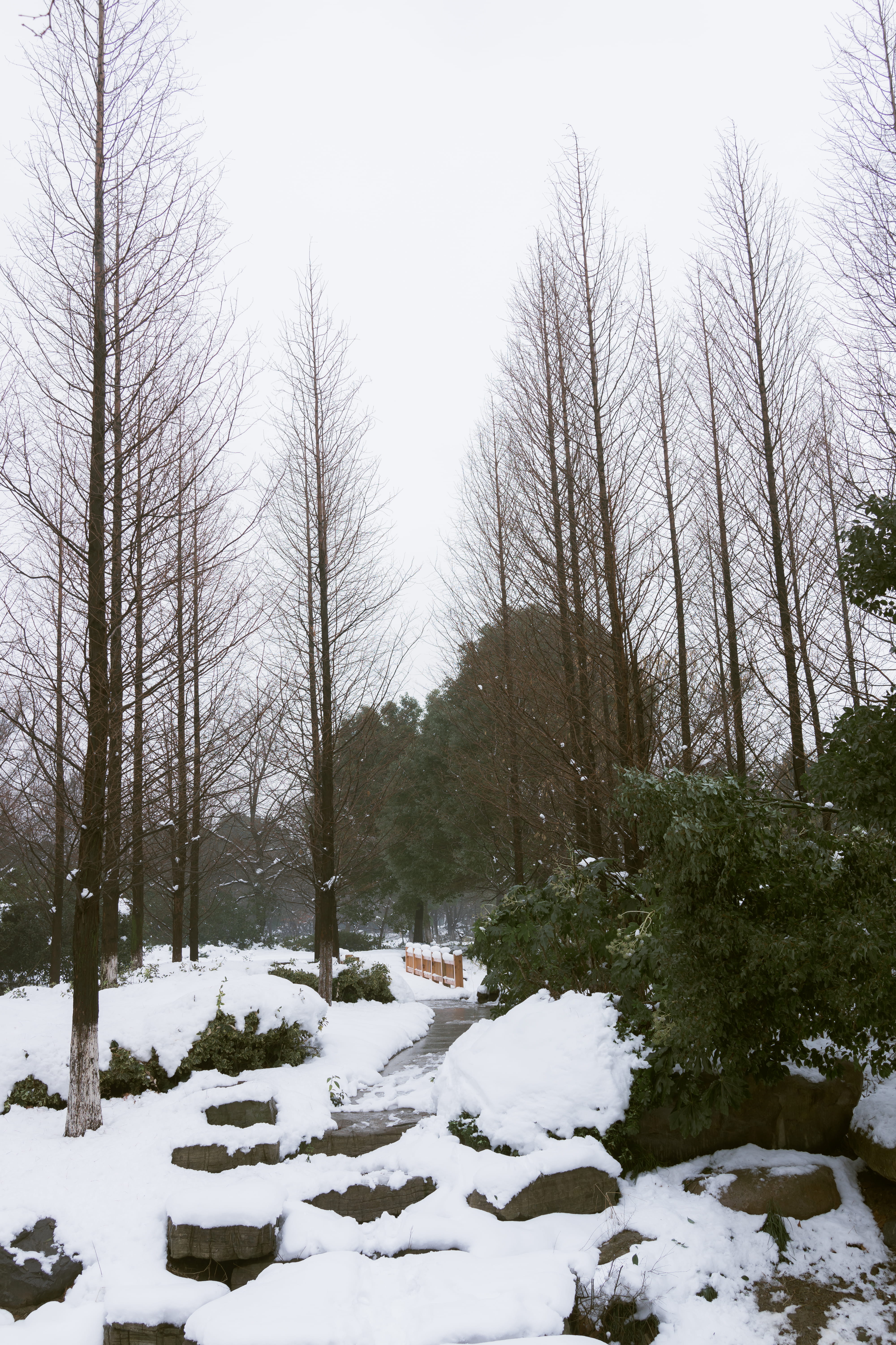 plant, suzhou, tree, no people, cold temperature, forest, covering, canon, ice, 35mm, day, zhangjiagang, nature, snow, sky, outdoors, land, china, bare tree, Phone HD Wallpaper